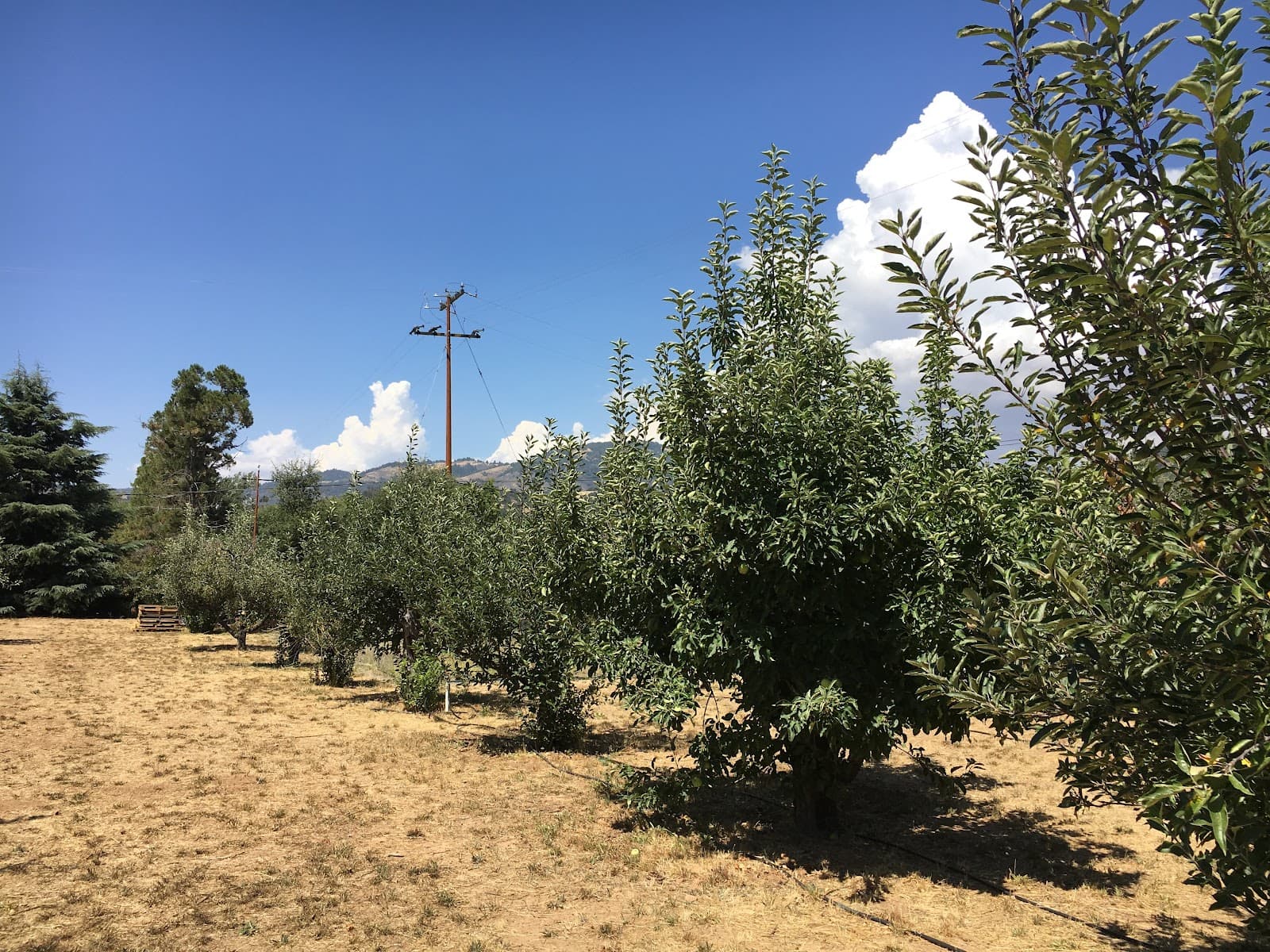 3803 Wynola Road- Old Peacefield Orchard u-pick farm