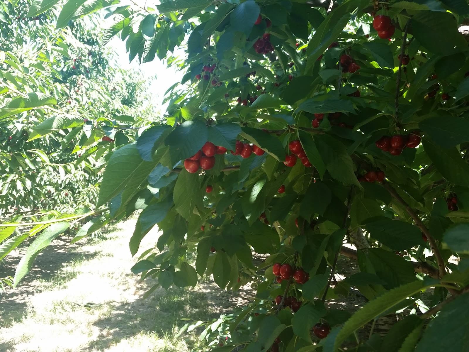 5 Star Cherries u-pick farm