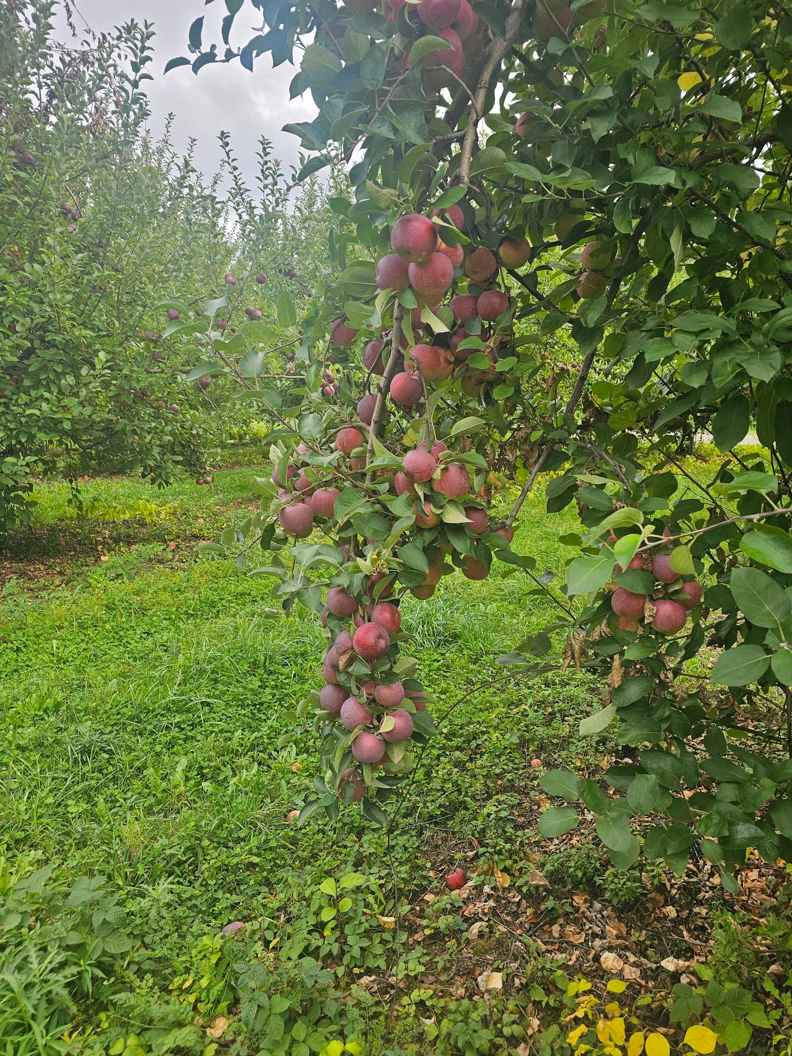 Altamont Orchard U Pick u-pick farm