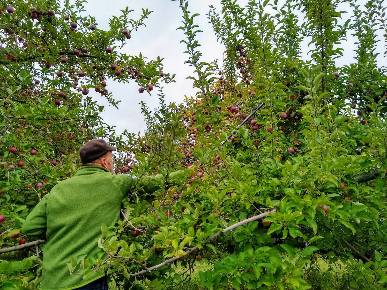 Apple Hill Orchards u-pick farm