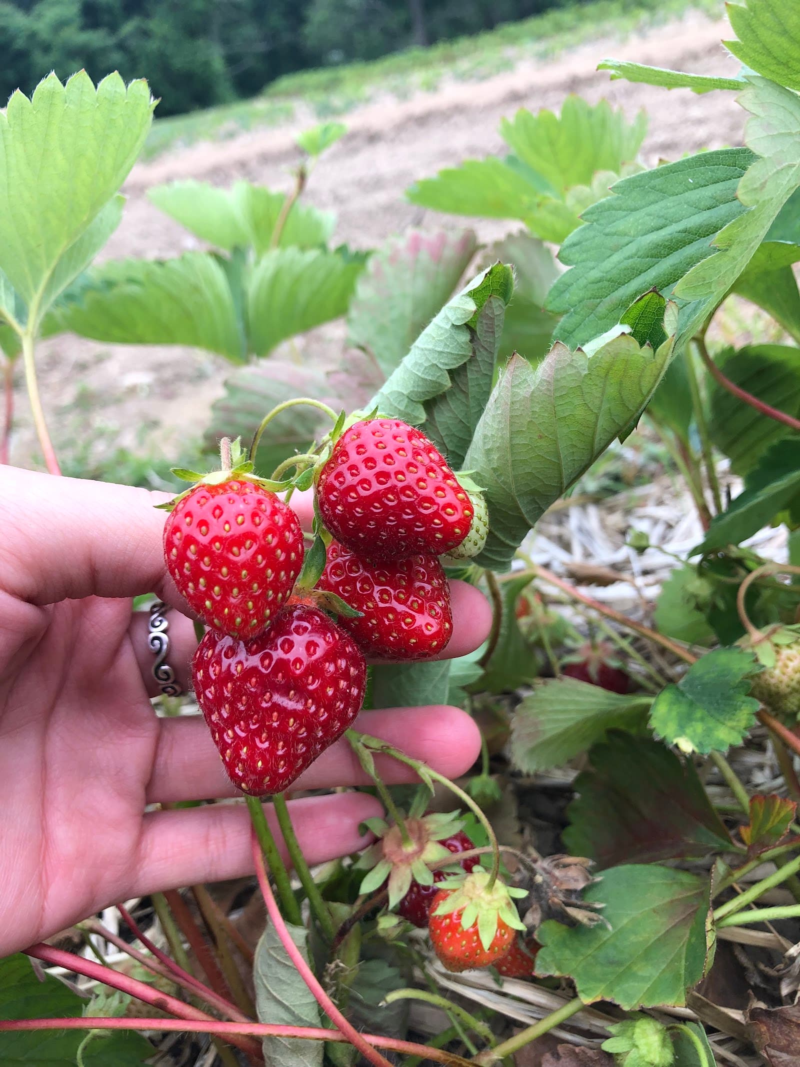 Best Berry Farm u-pick farm
