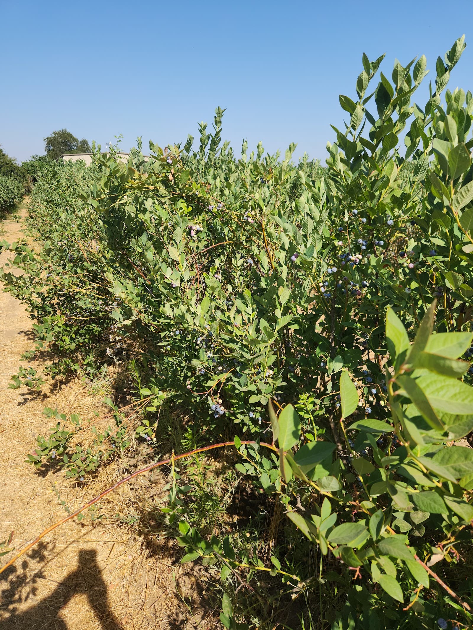 Big L Ranch u-pick farm