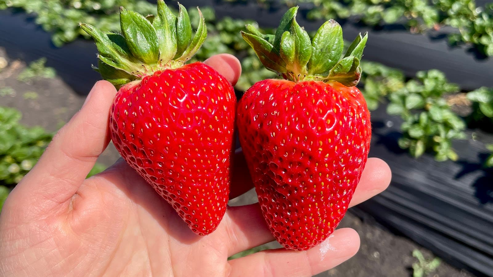 Blue House Farm Strawberry U-Pick and Farmstand u-pick farm