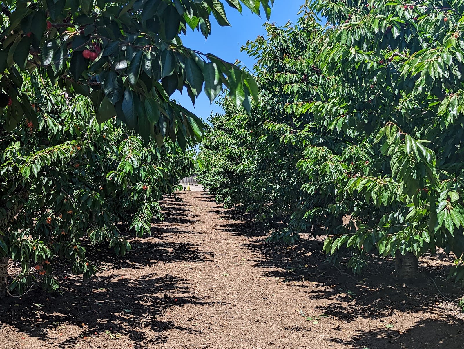 Borello Family Farms u-pick farm