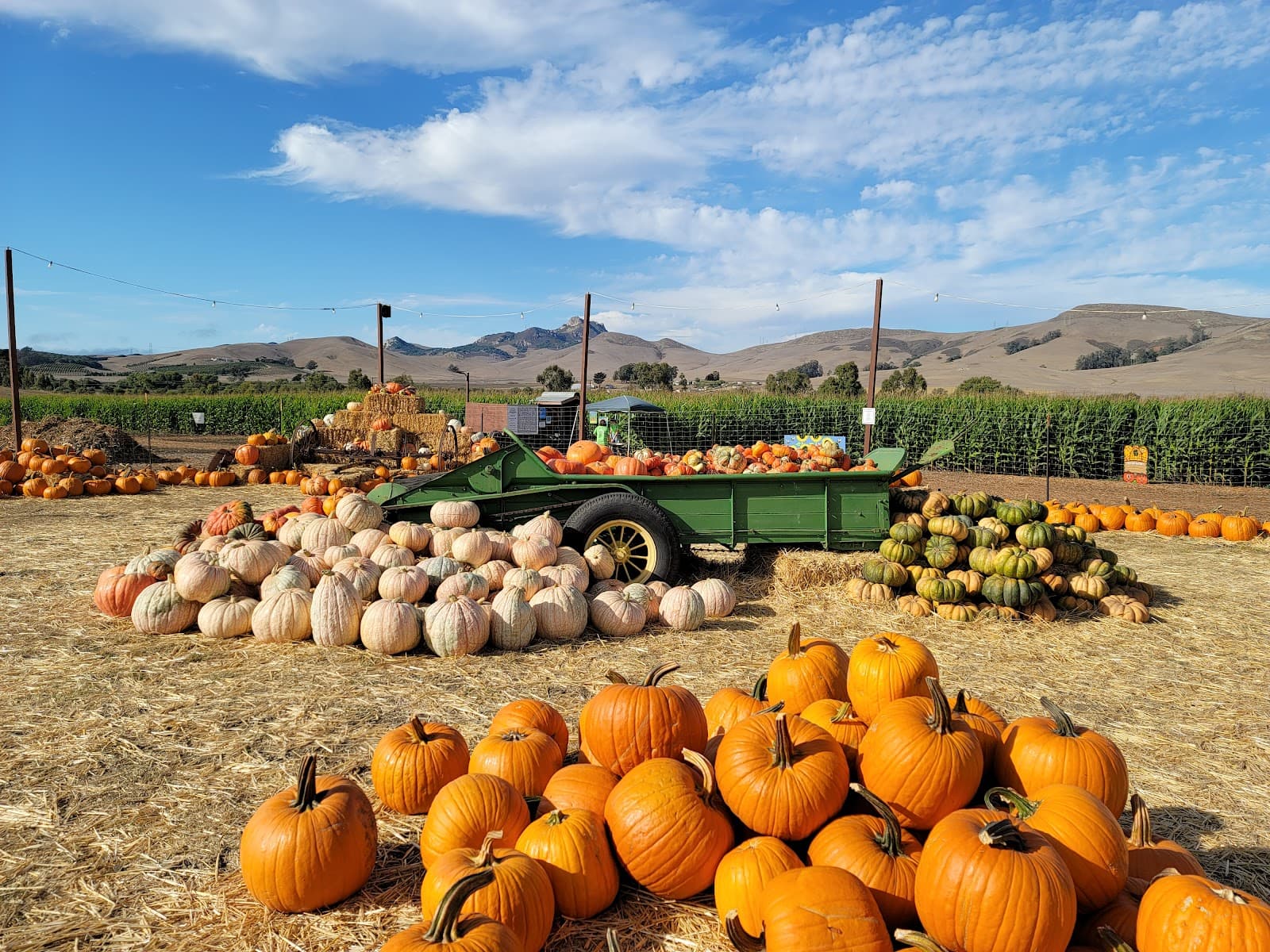 Brookshire Farms u-pick farm