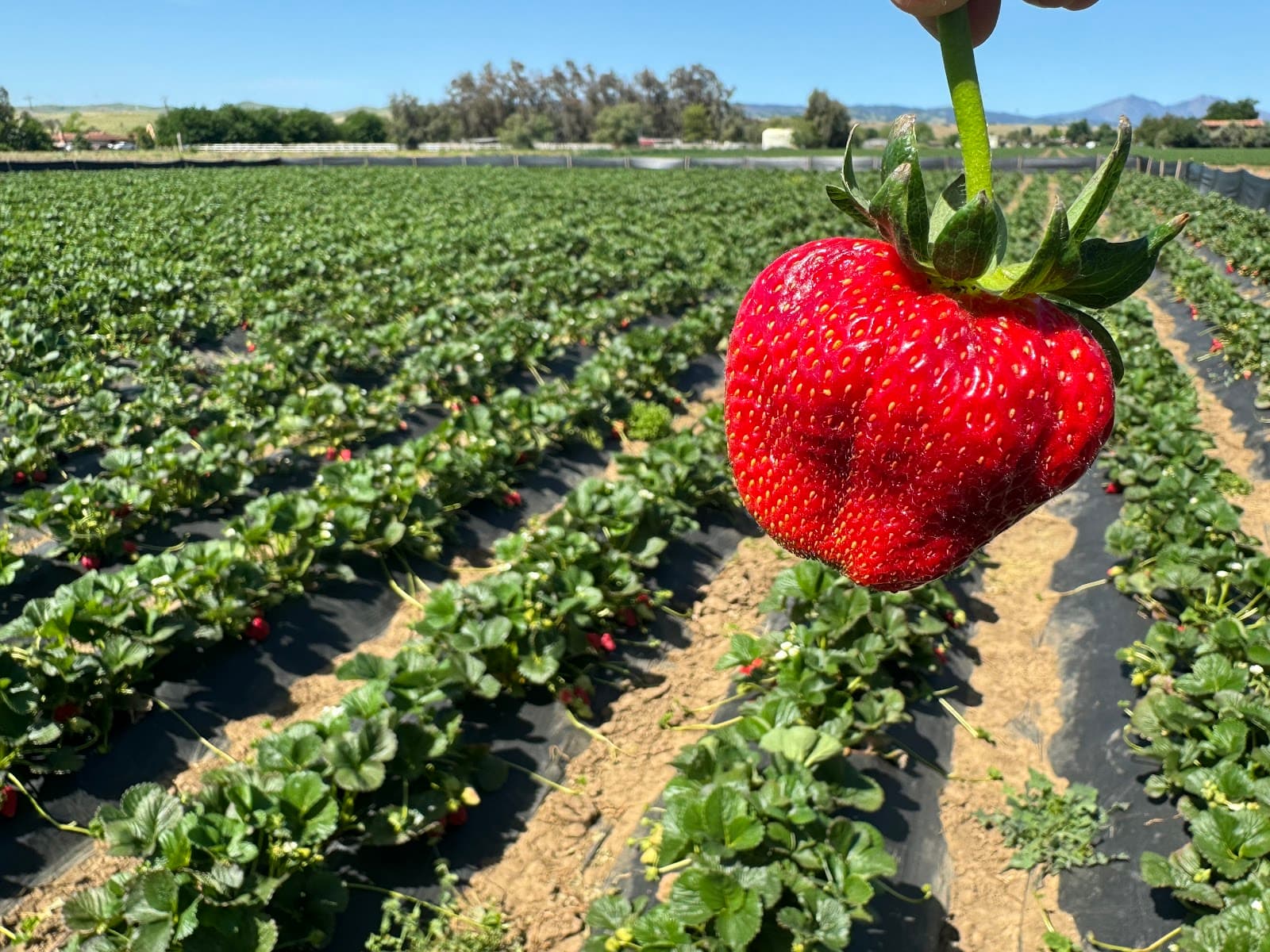Byron Growers u-pick farm