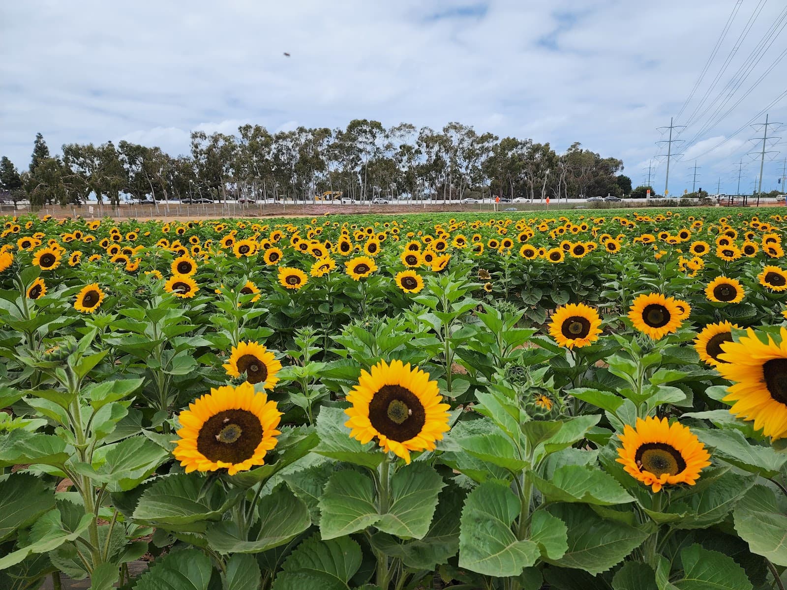 Carlsbad Strawberry Company u-pick farm