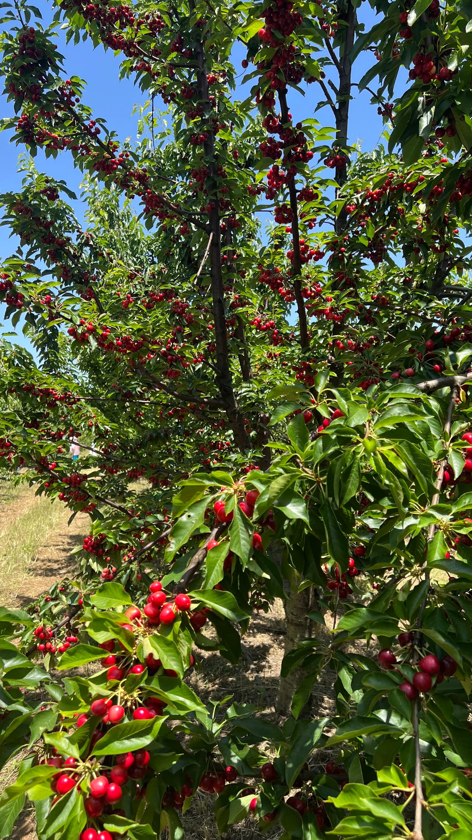 Dwelley Organic U-pick Cherries u-pick farm