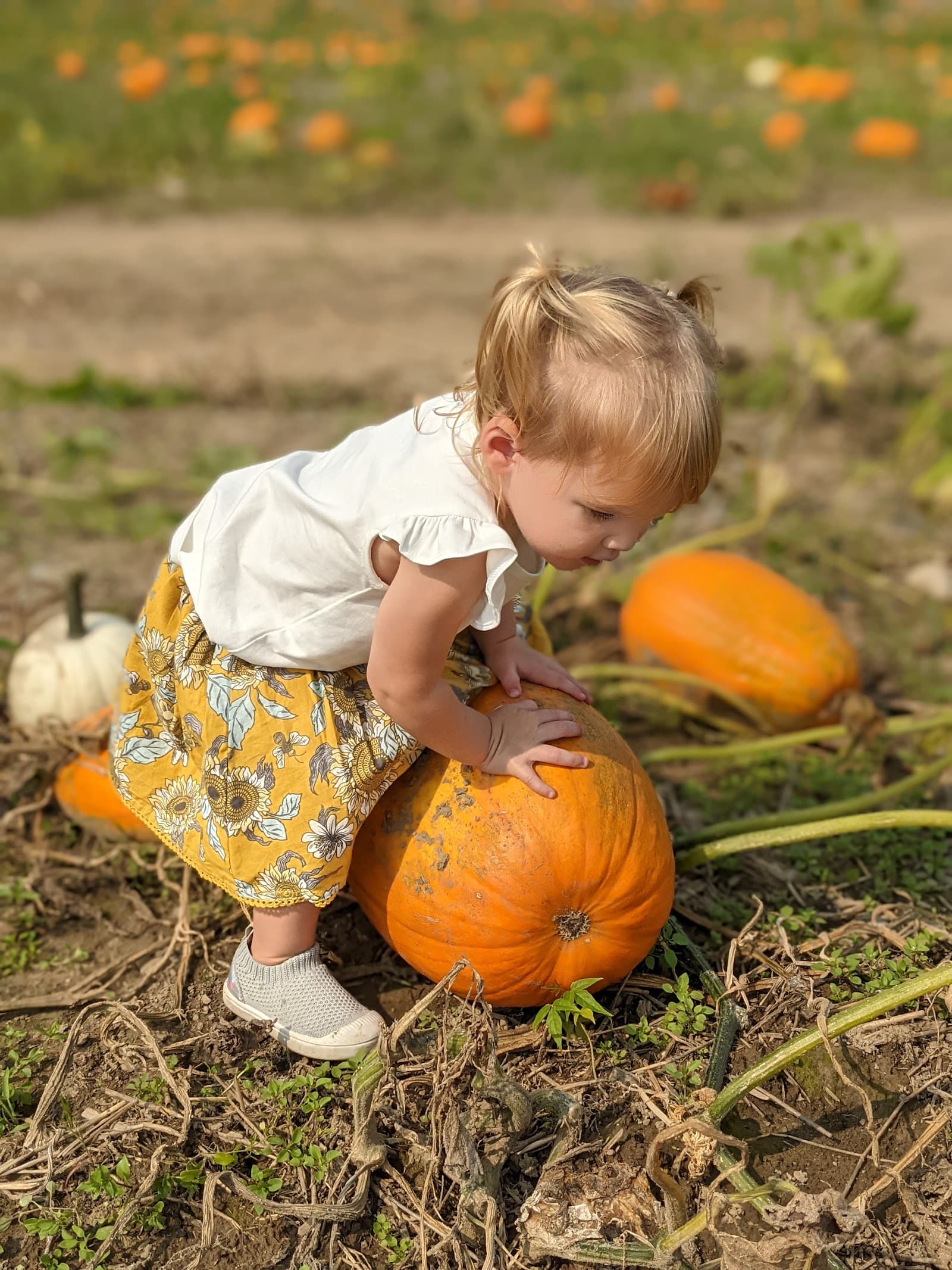 Engelke Farms u-pick farm