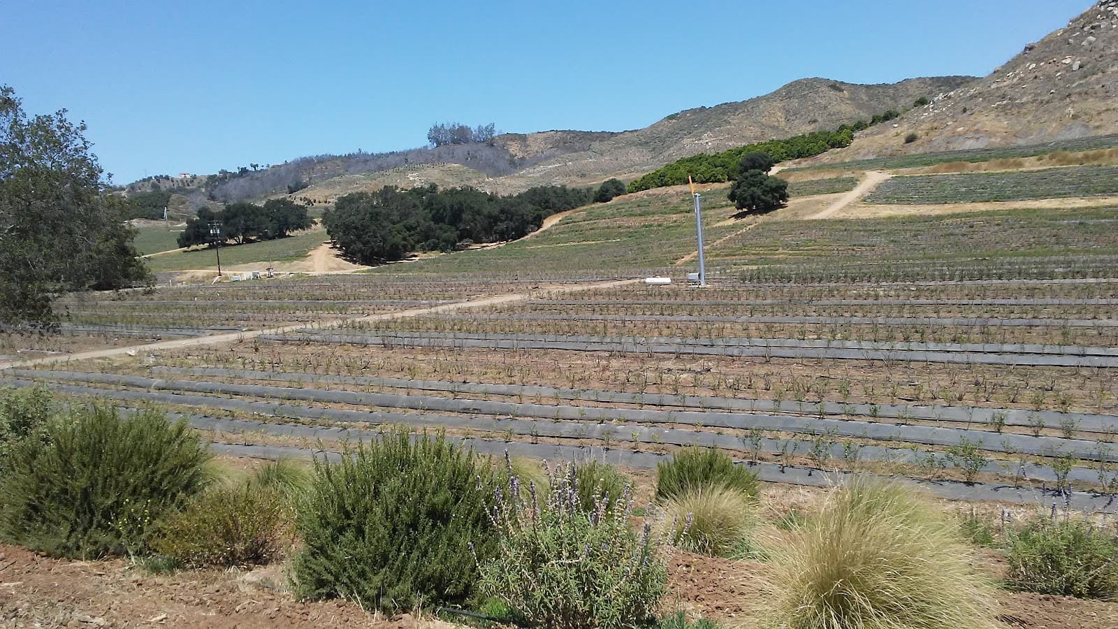 Fairfield Farms LLC u-pick farm