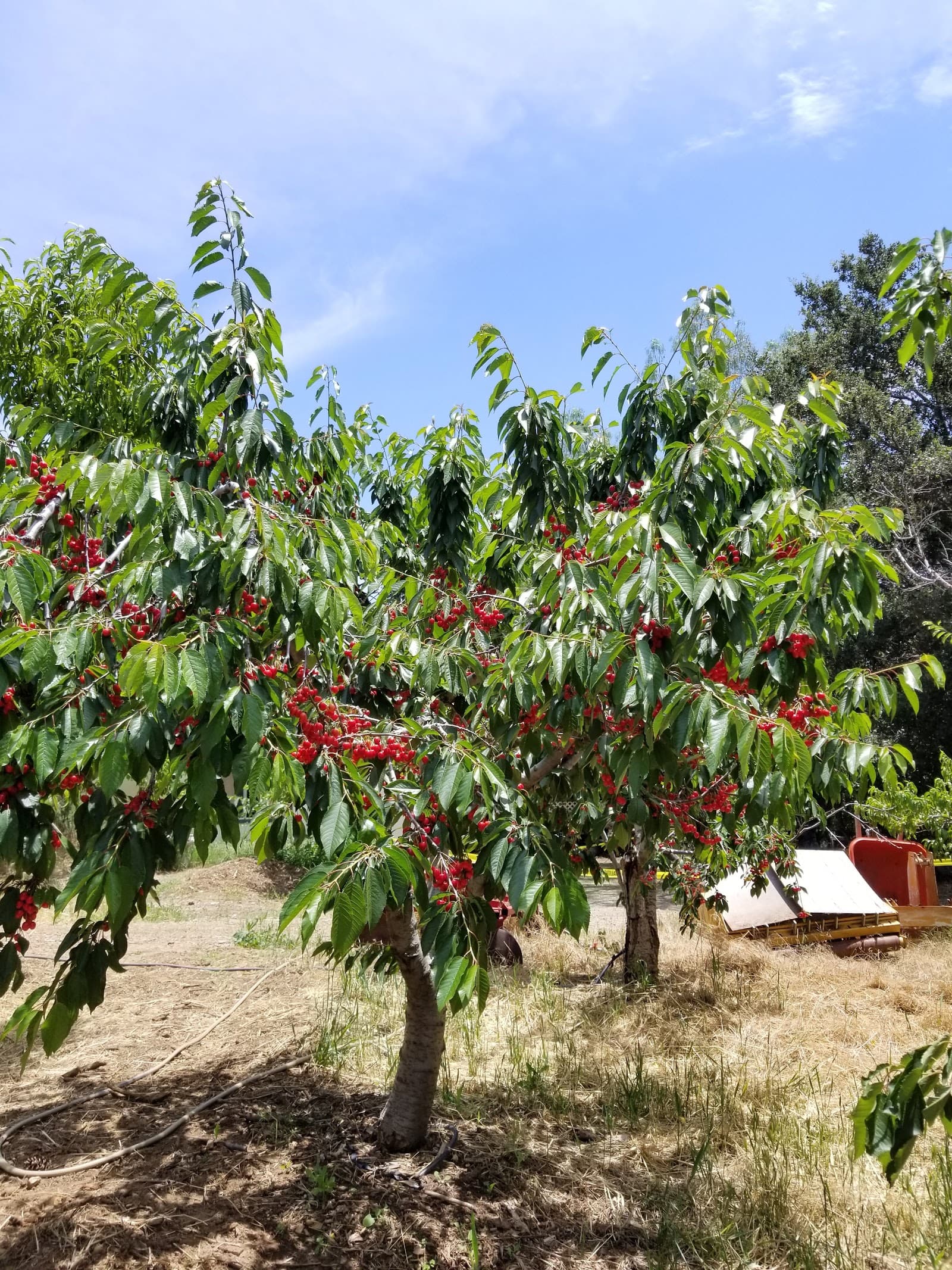 Guldseth Cherry Orchards u-pick farm