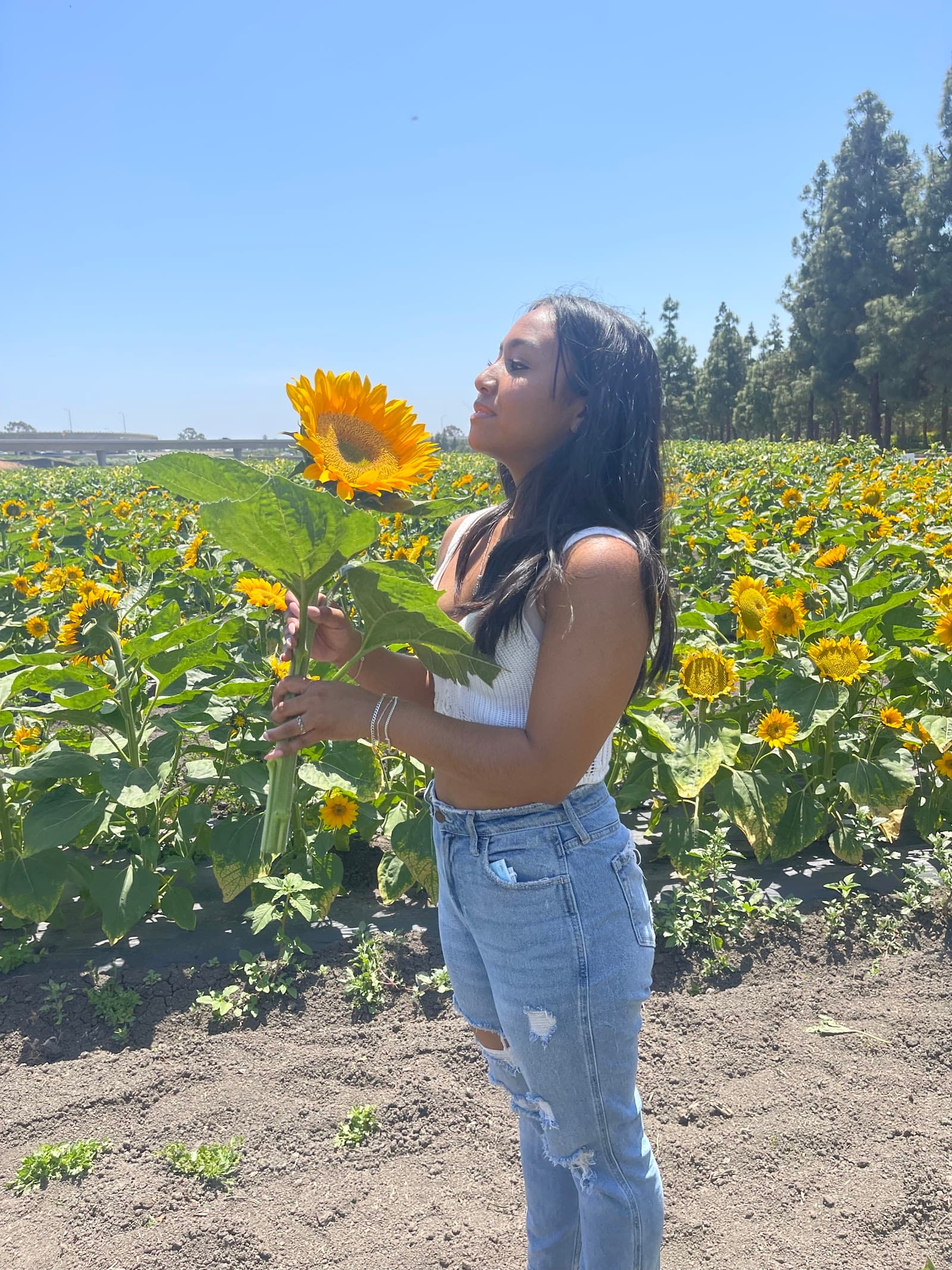 Hana Field by Tanaka Farms u-pick farm