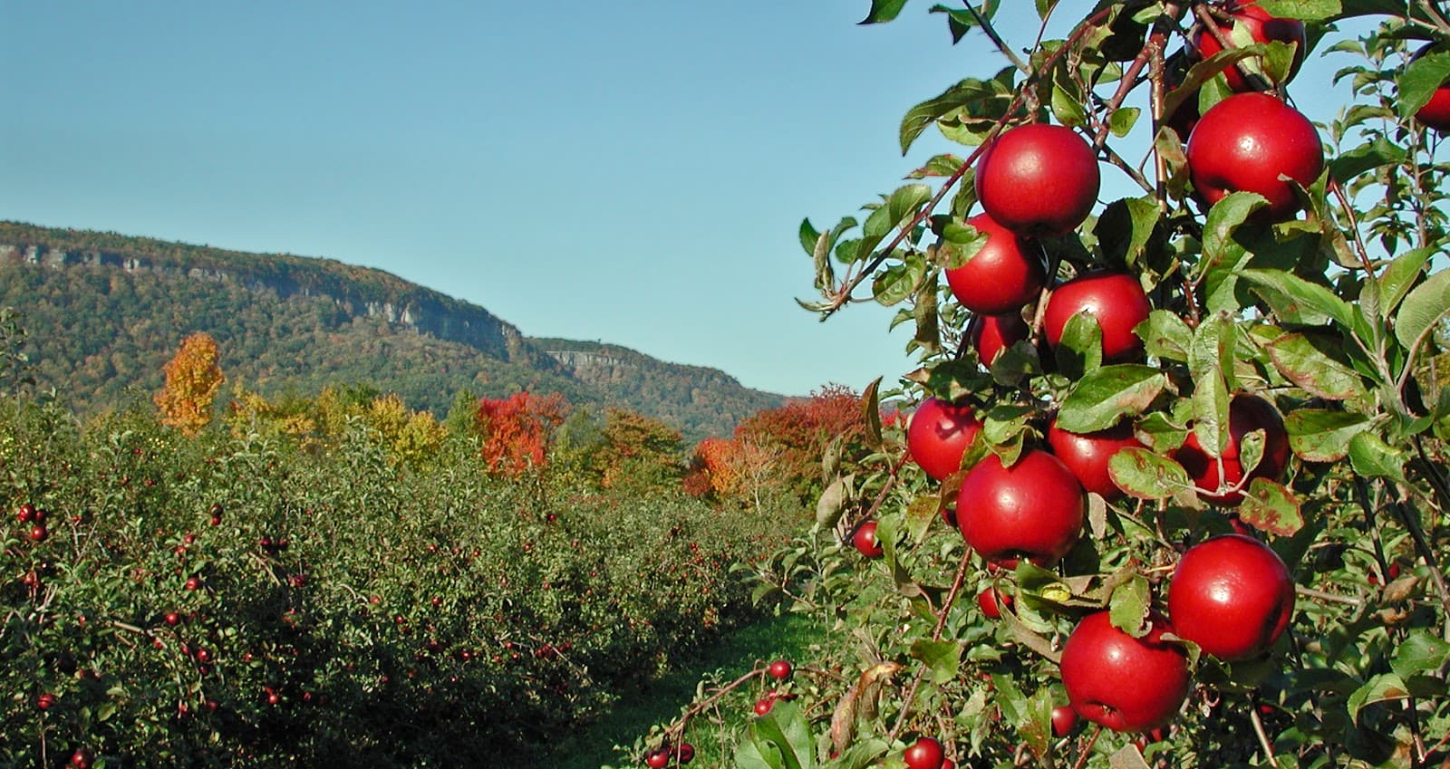 Indian Ladder Farms u-pick farm