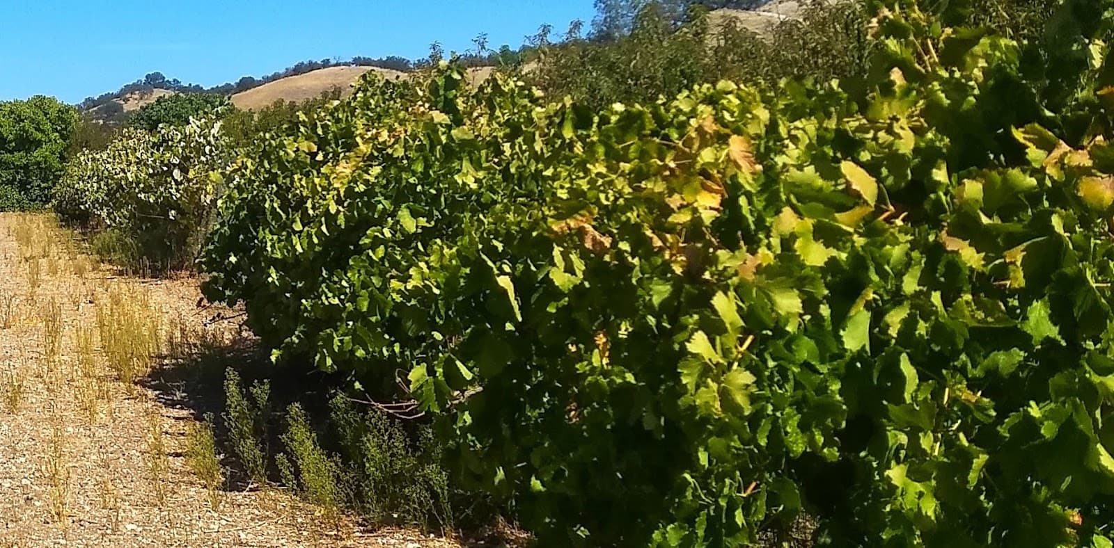 Indian Valley U-Pick Farm u-pick farm