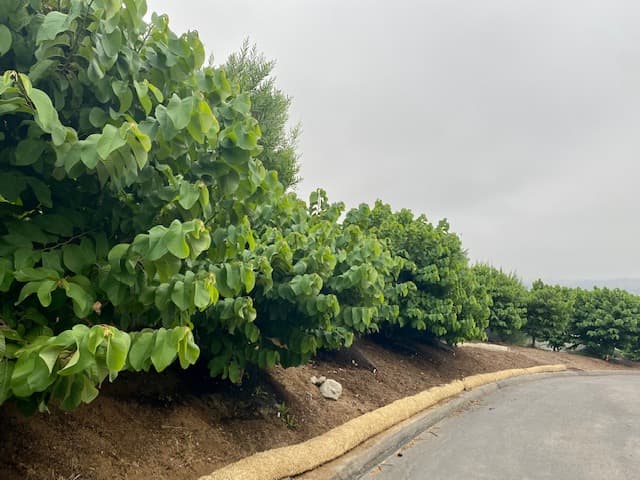La Villa Sulla Collina Tropical Fruit U-Pick Orchard u-pick farm
