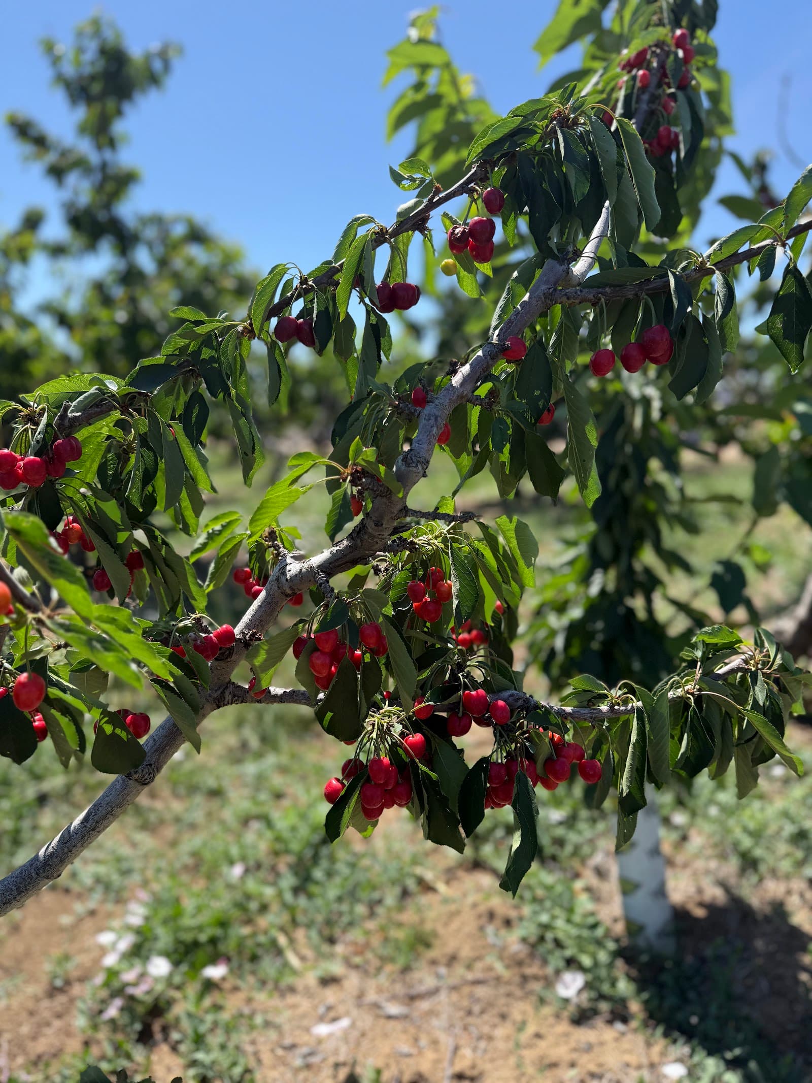 Maggiore Cherry Ranch u-pick farm