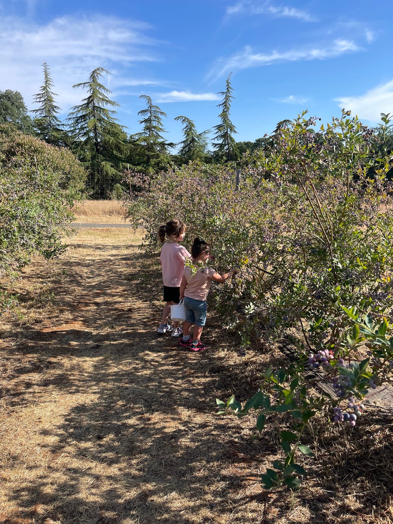 Once In A Blue Moon Berries u-pick farm