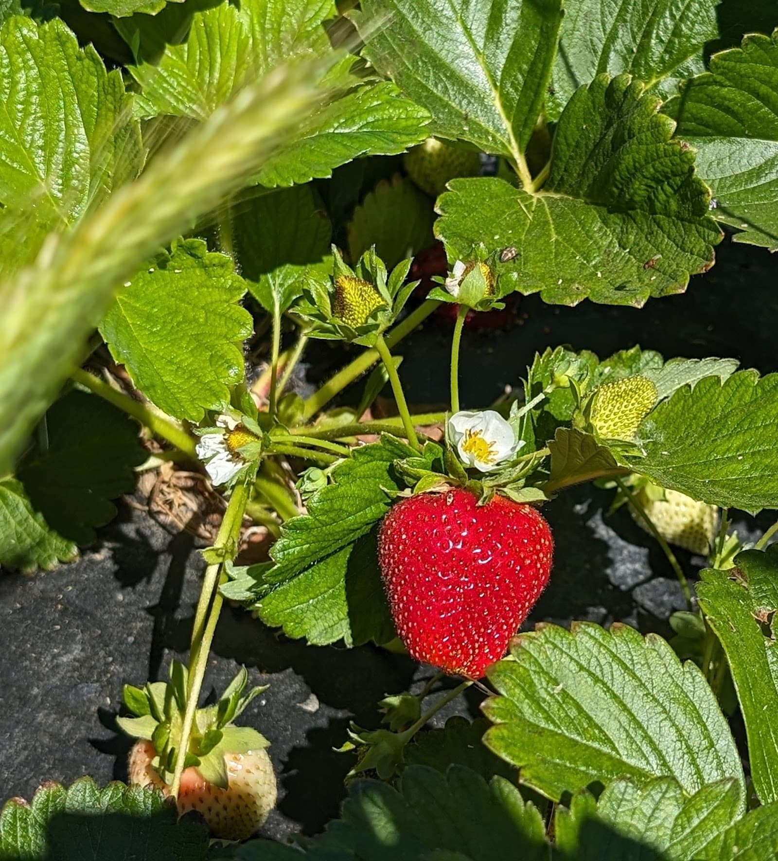 Pacific Star Gardens u-pick farm