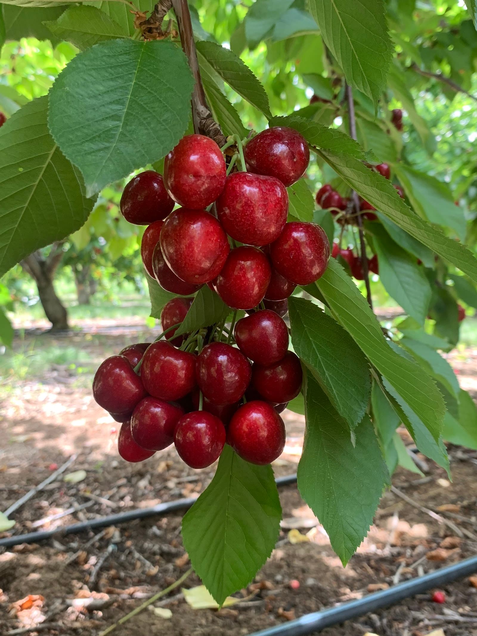 Papa's U-Pick Cherries u-pick farm