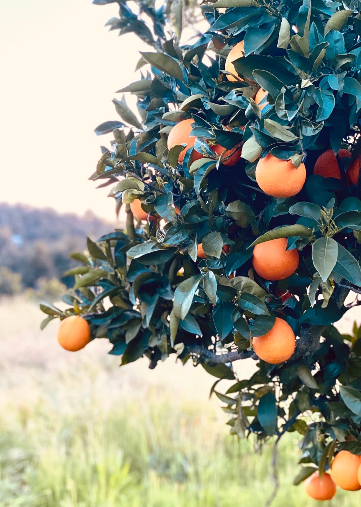 Quixote Farm u-pick farm