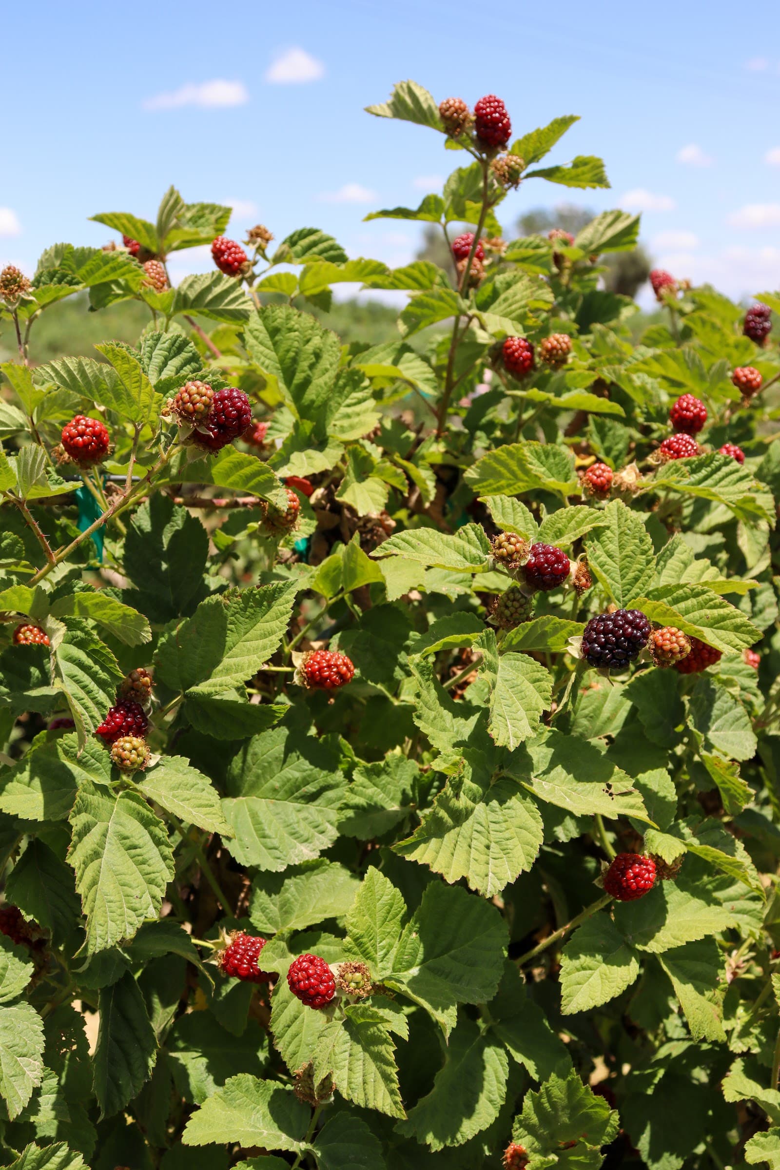 Rancho Notso Grande u-pick farm