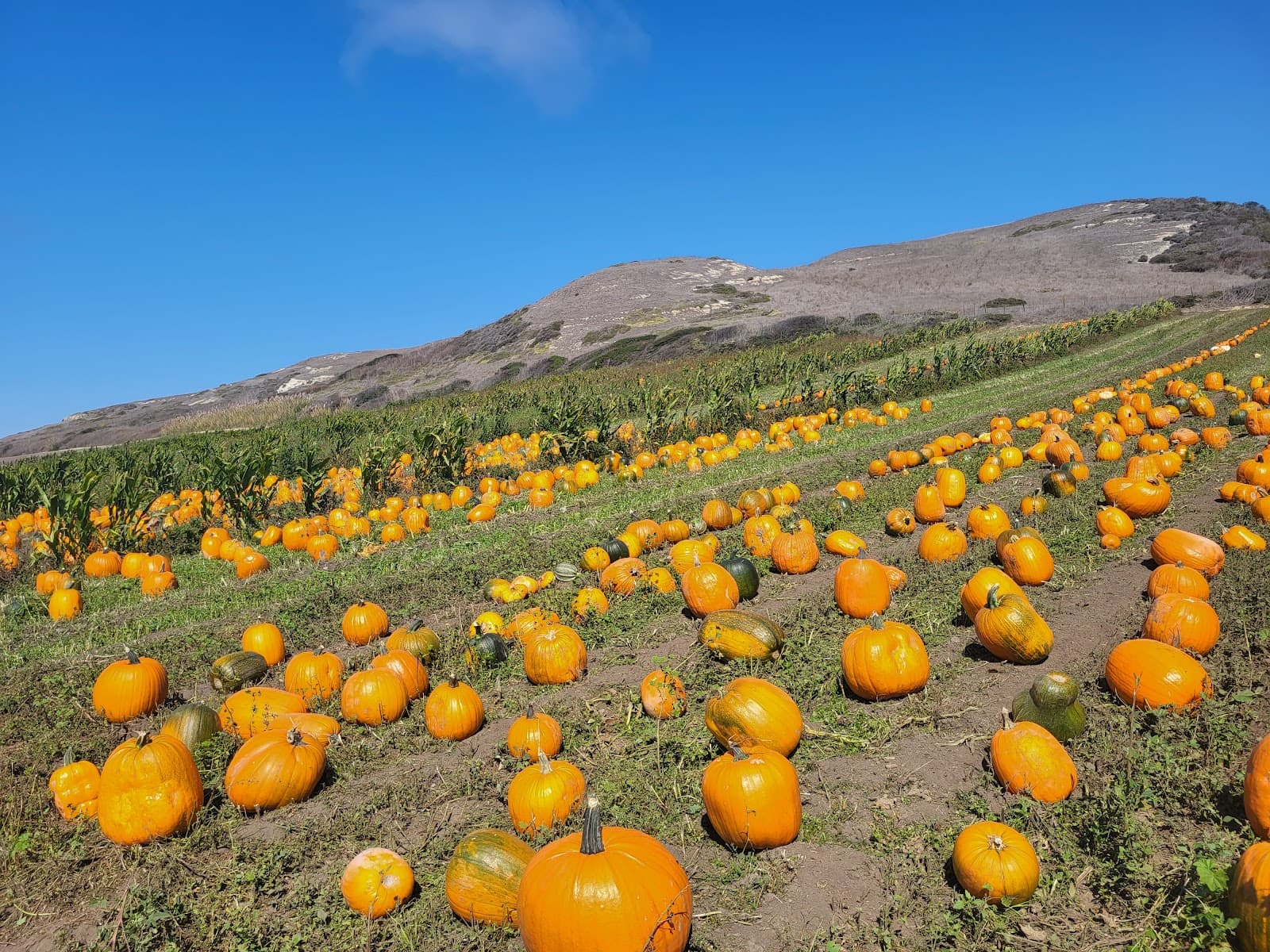 Rodoni Farm Fresh Produce u-pick farm