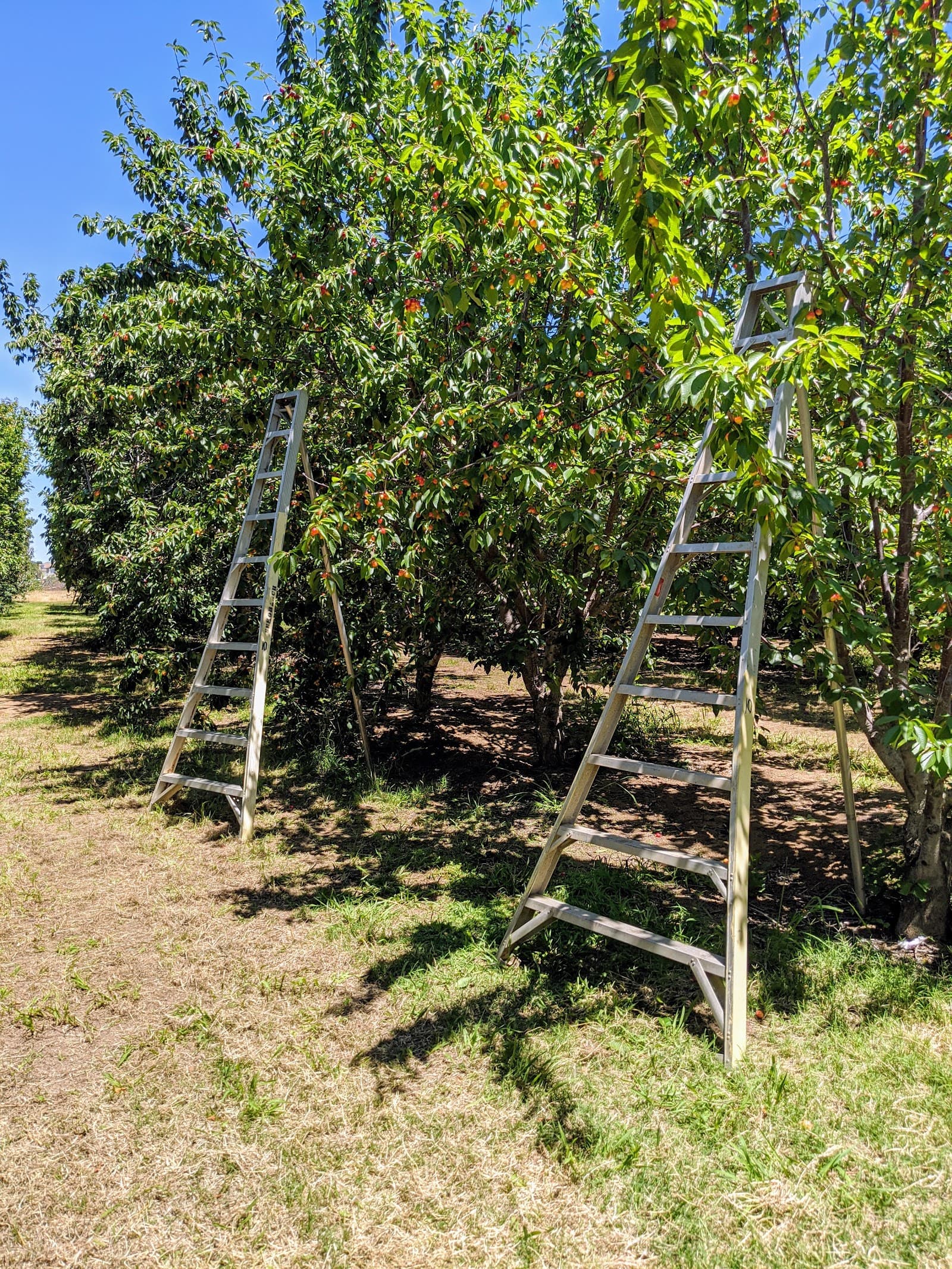 Seko Ranch u-pick farm