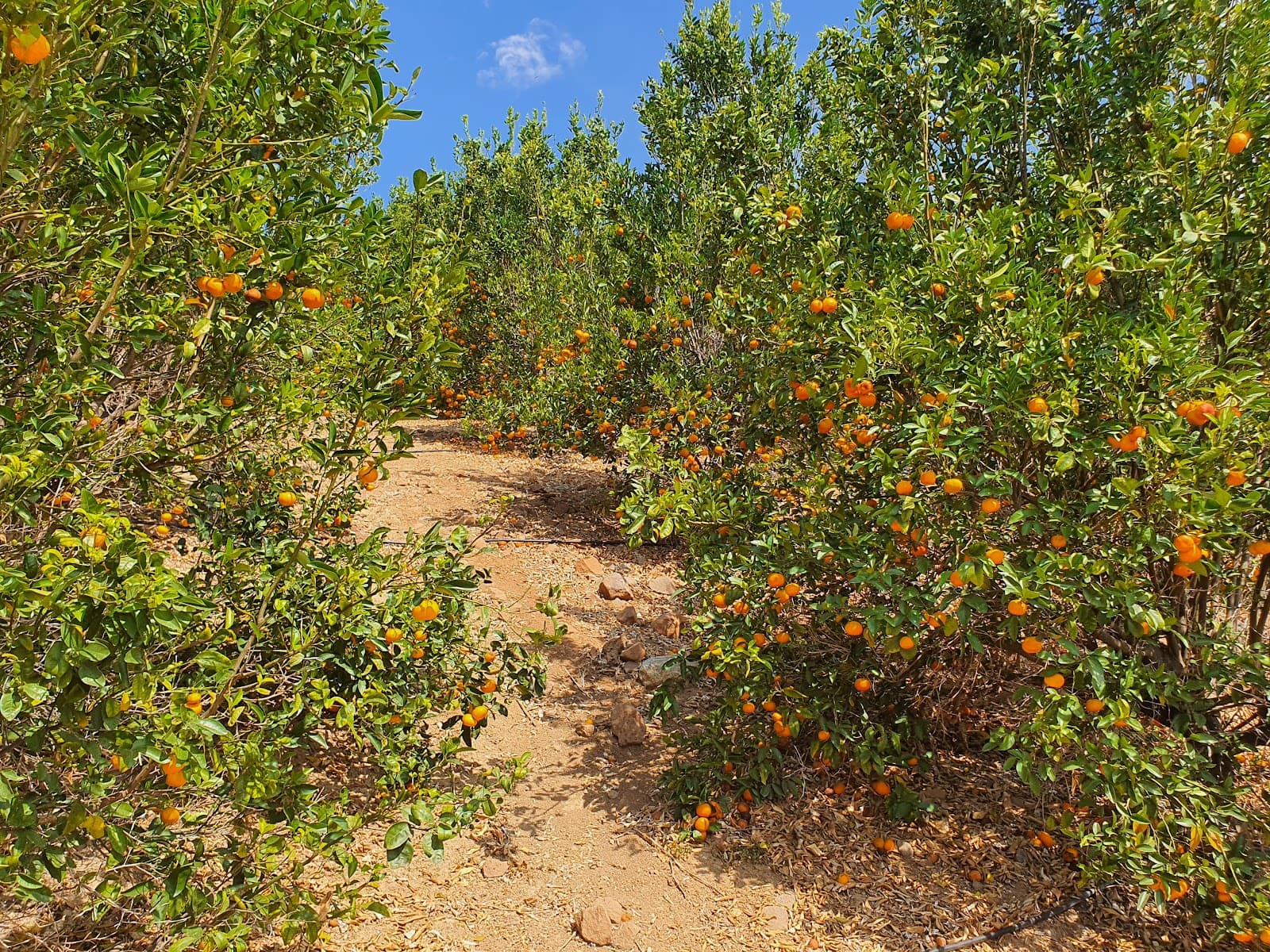 Sunmist Farm u-pick farm