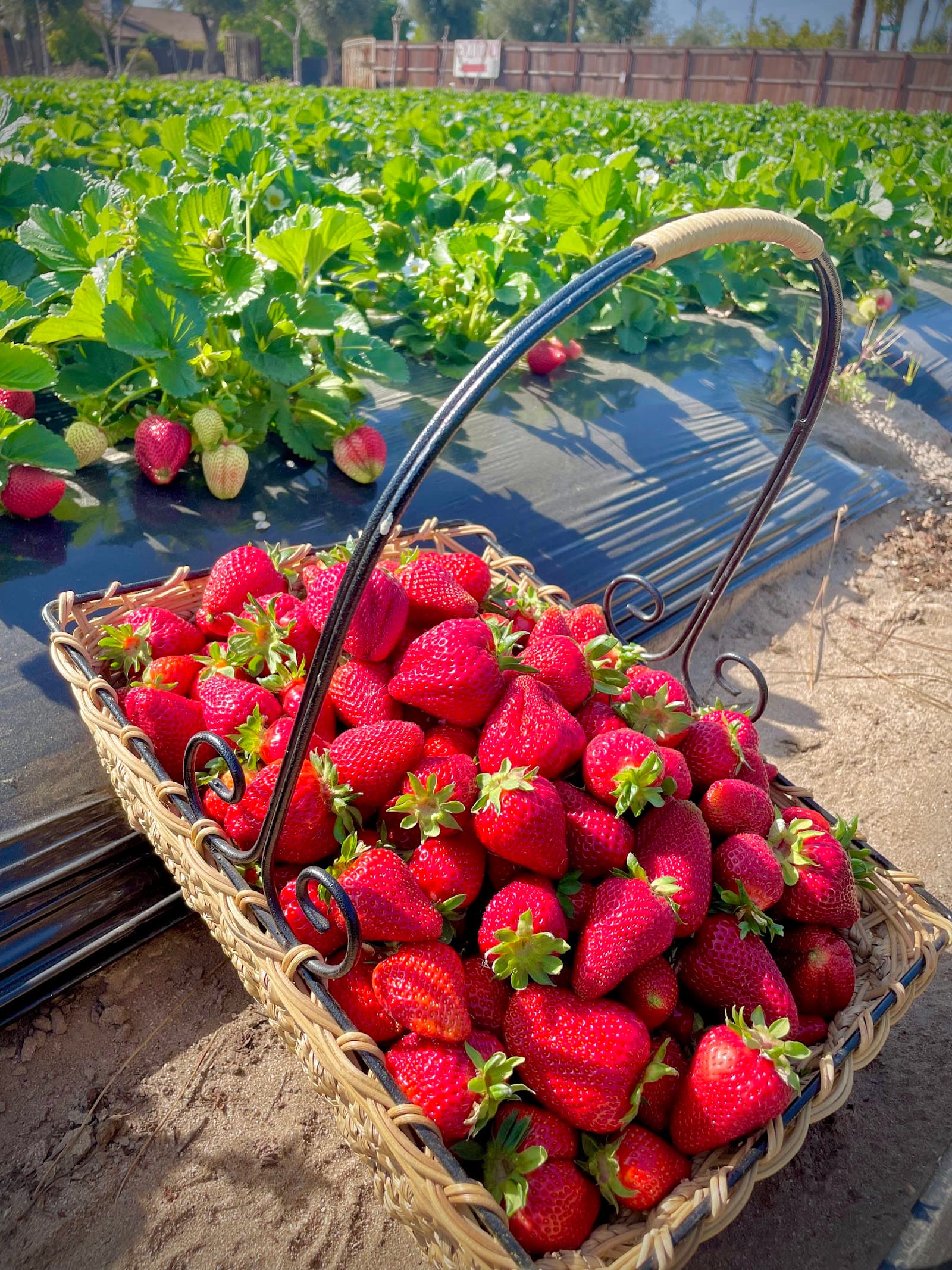 Sunshine’s Farm u-pick farm