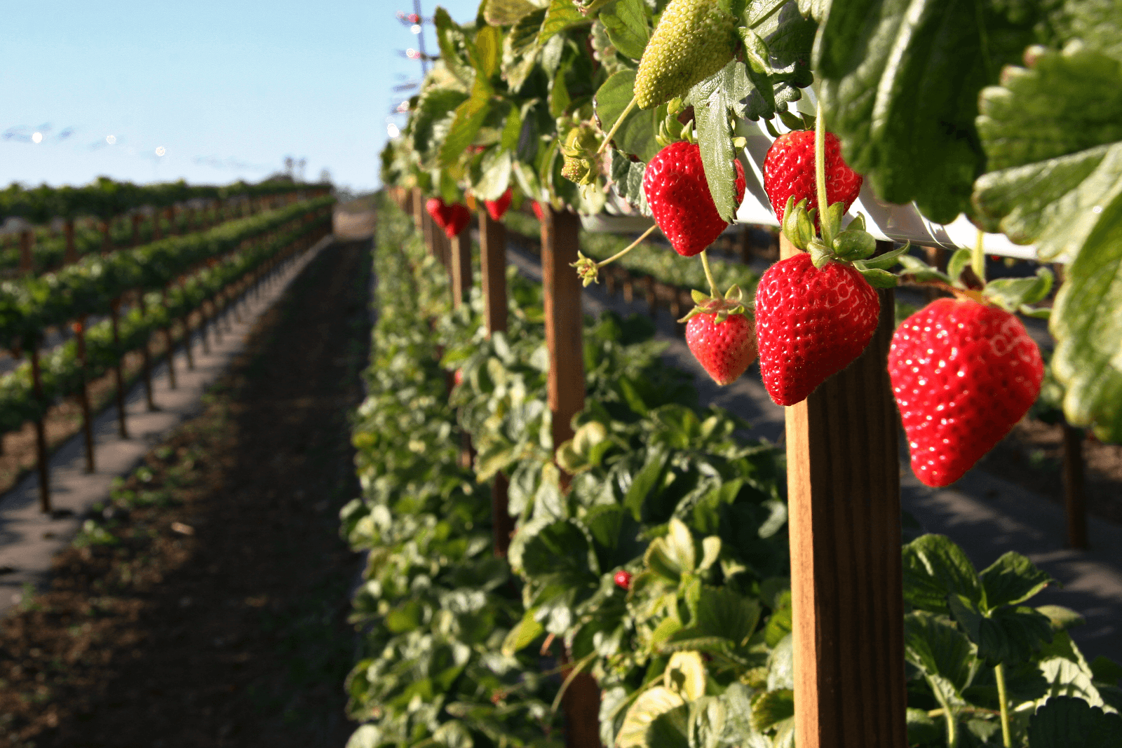 Tanaka Farms u-pick farm