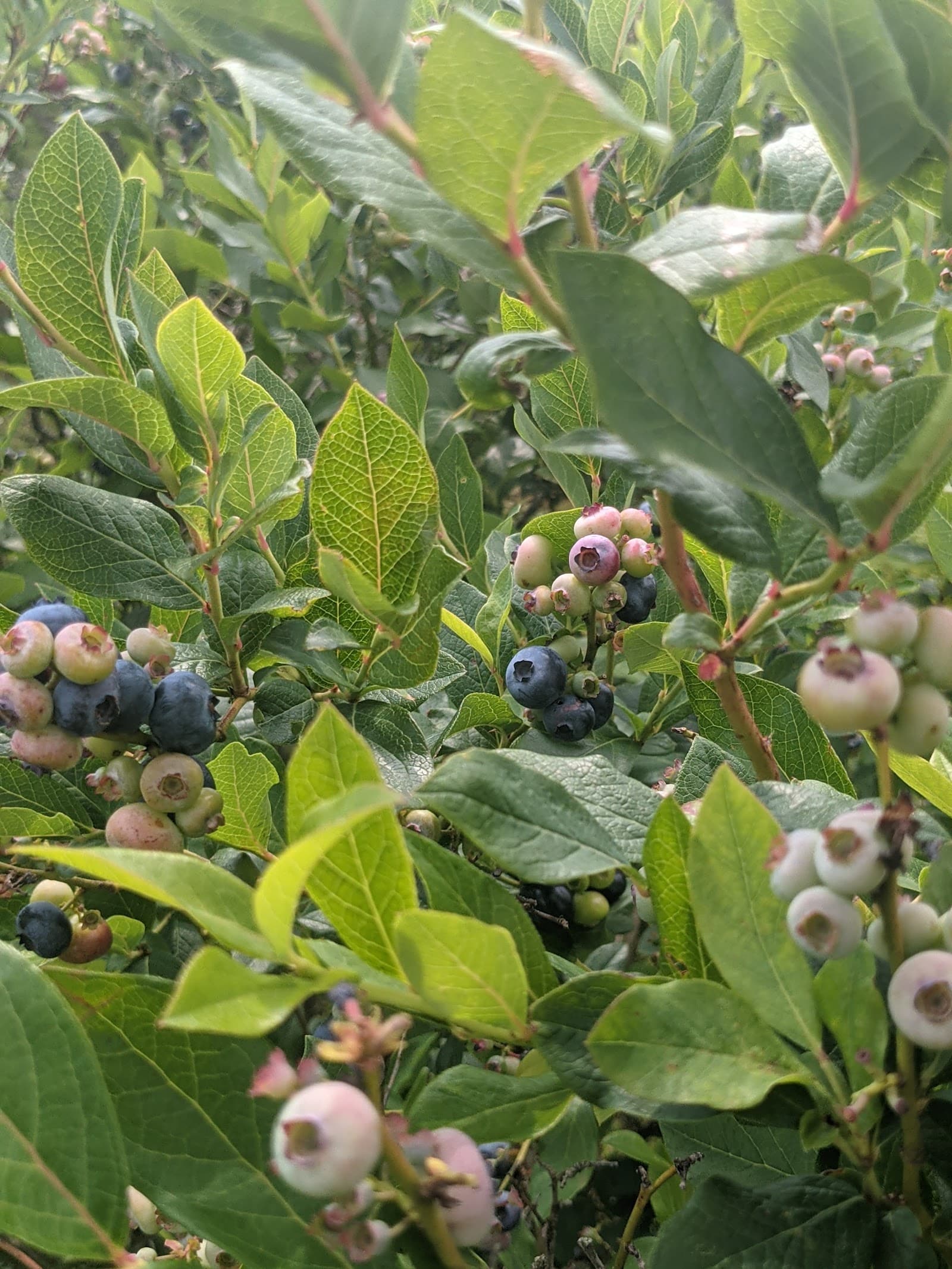 The Blueberry Patch u-pick farm