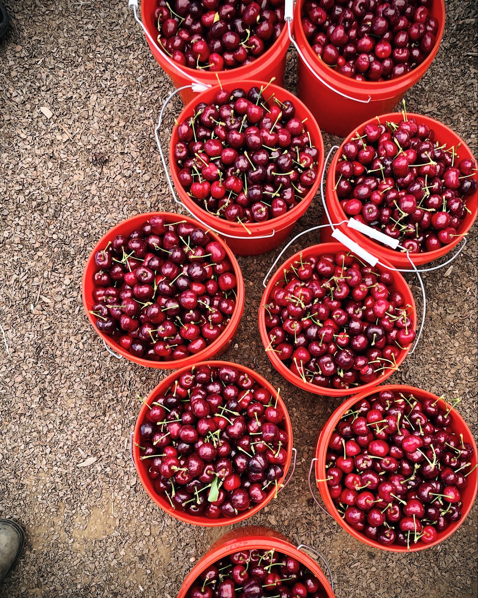 The Cherry Pit u-pick farm