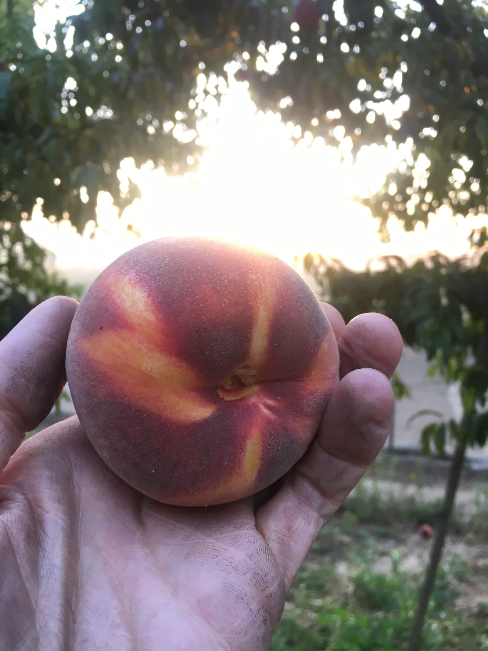 The Cloverleaf Farm LLC u-pick farm