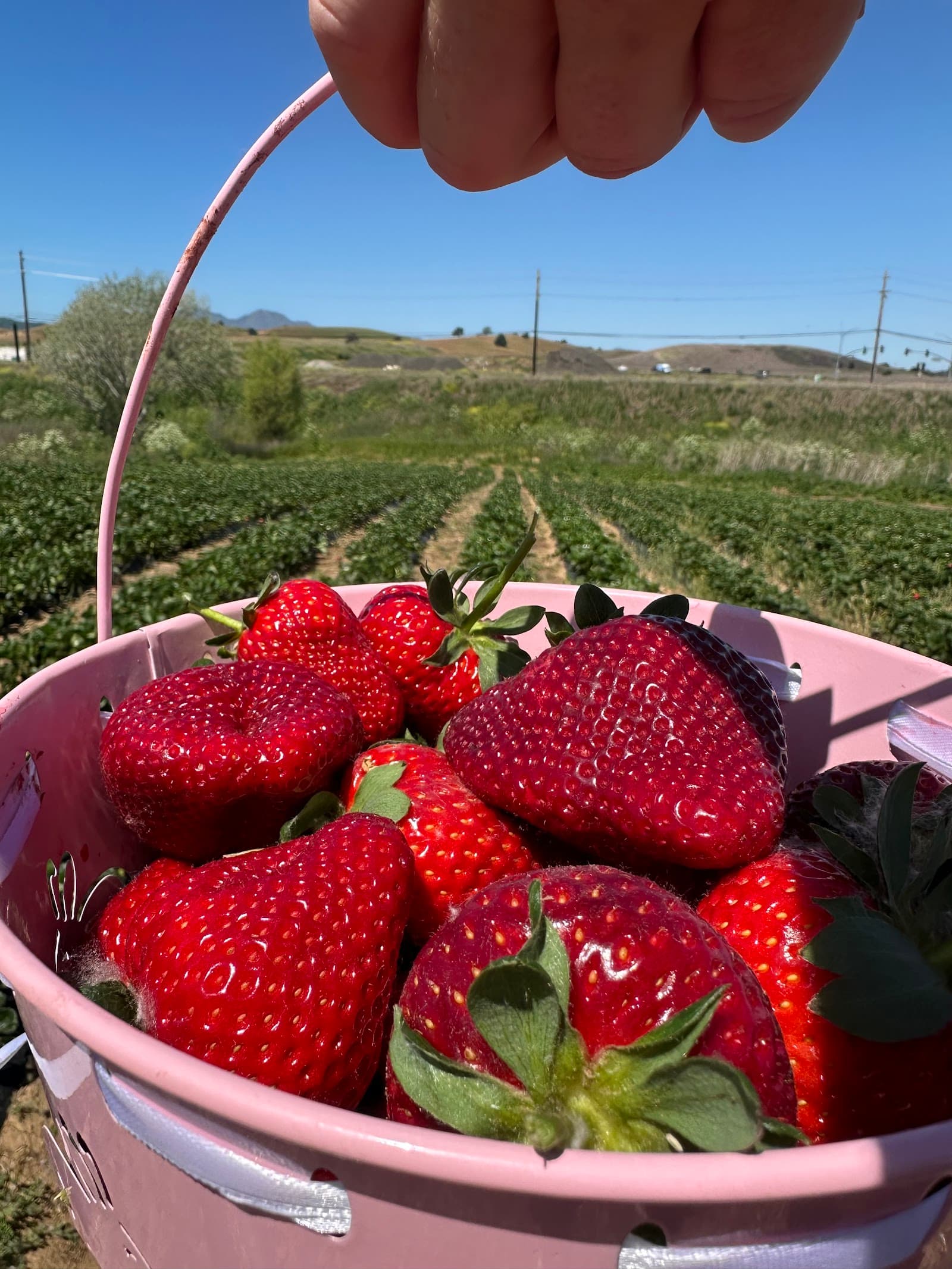 Three Nunns Farm u-pick farm