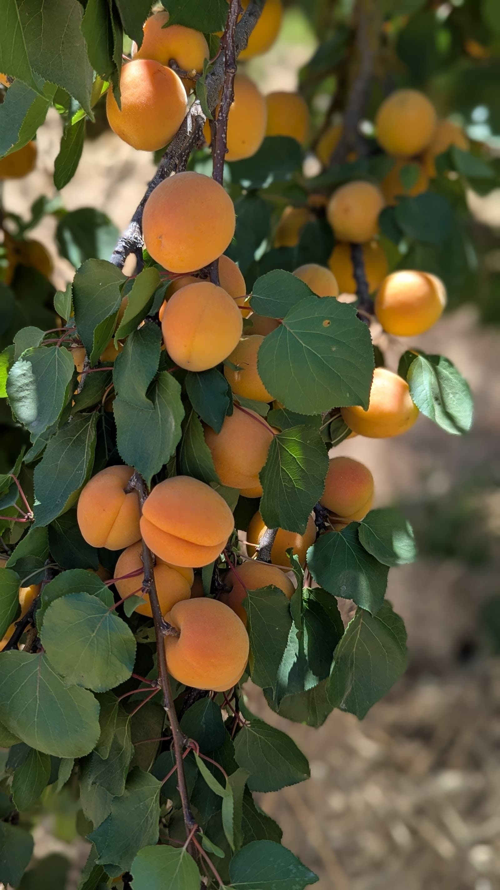 Two Sisters U-Pick Apricots u-pick farm