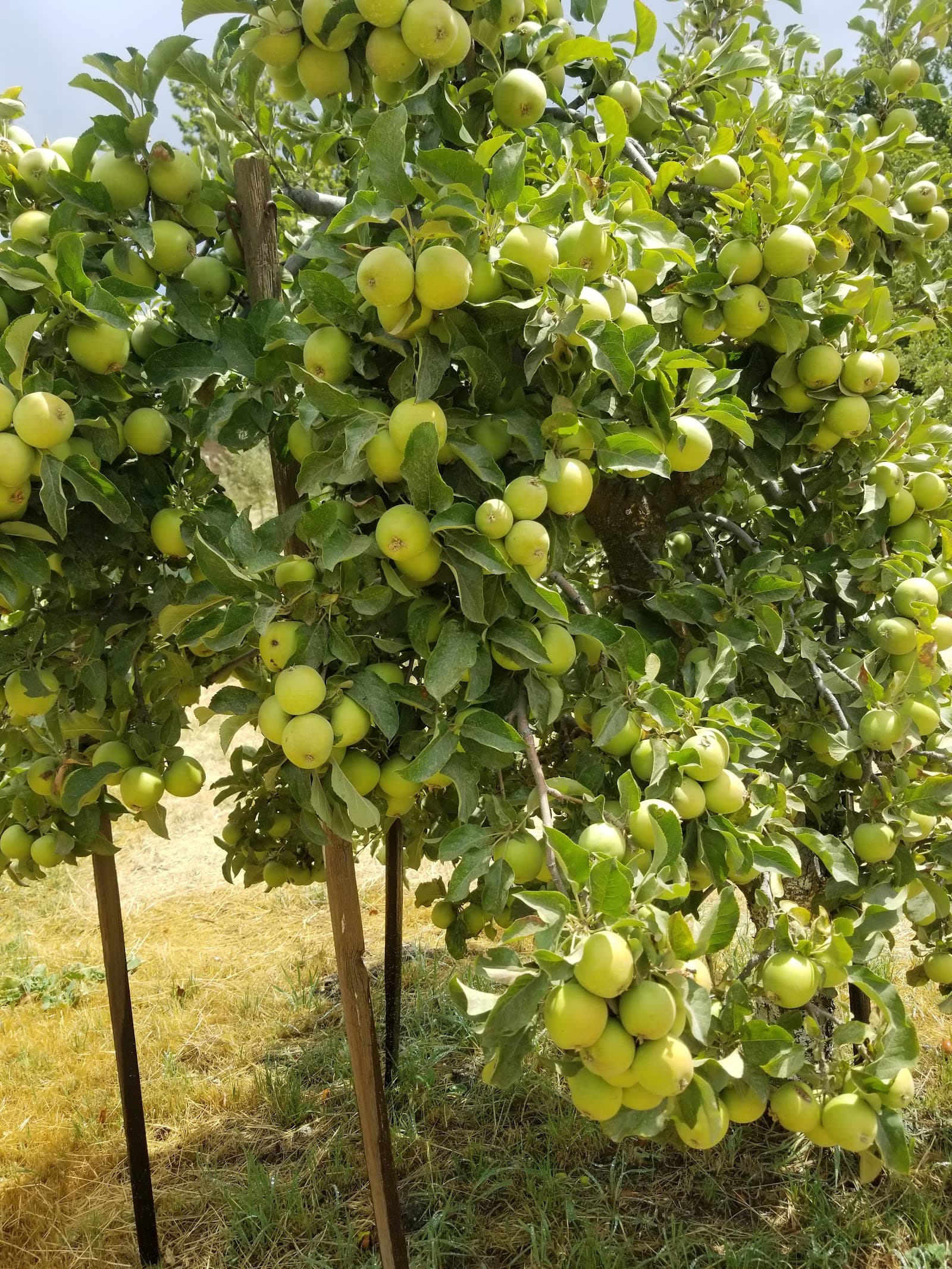 U-Pick Apple Orchard u-pick farm