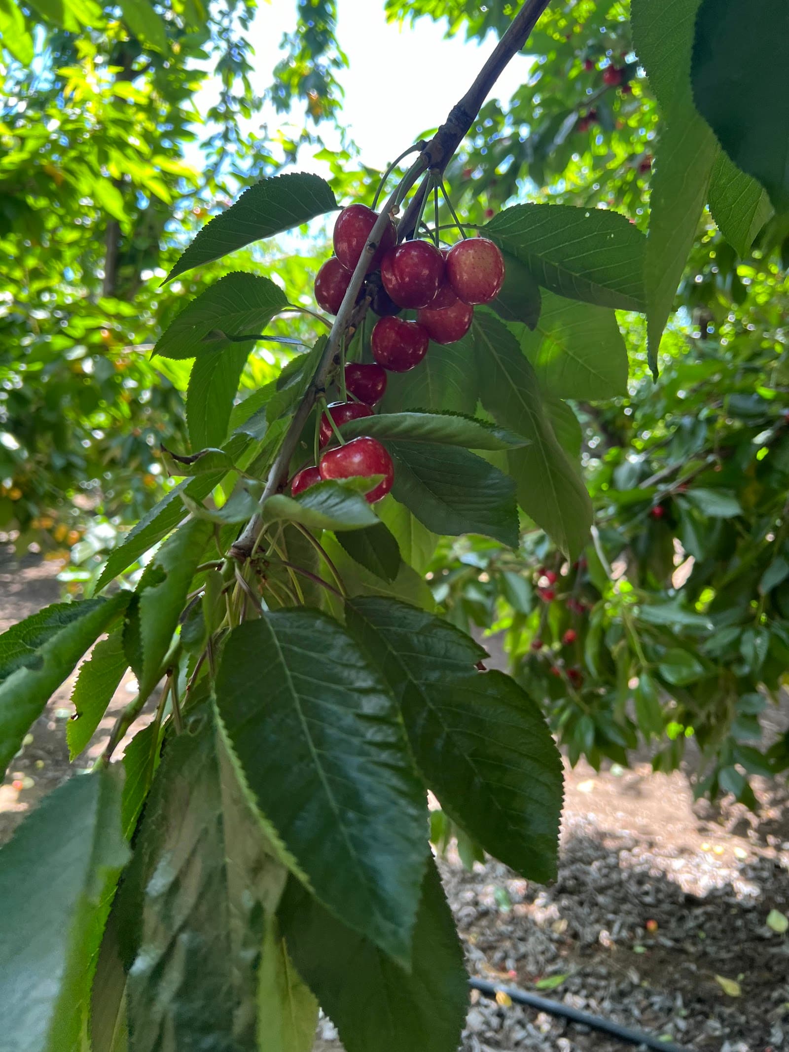 U Pick Orchards (Ranch 2) u-pick farm
