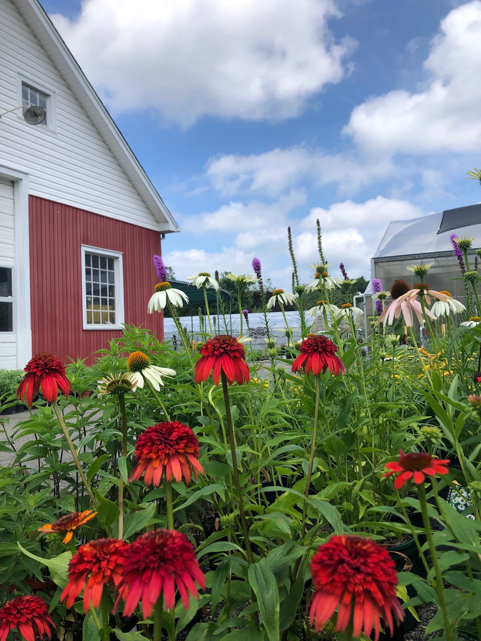 Albert H. Schmitt Family Farms on Bagatelle Road! u-pick farm