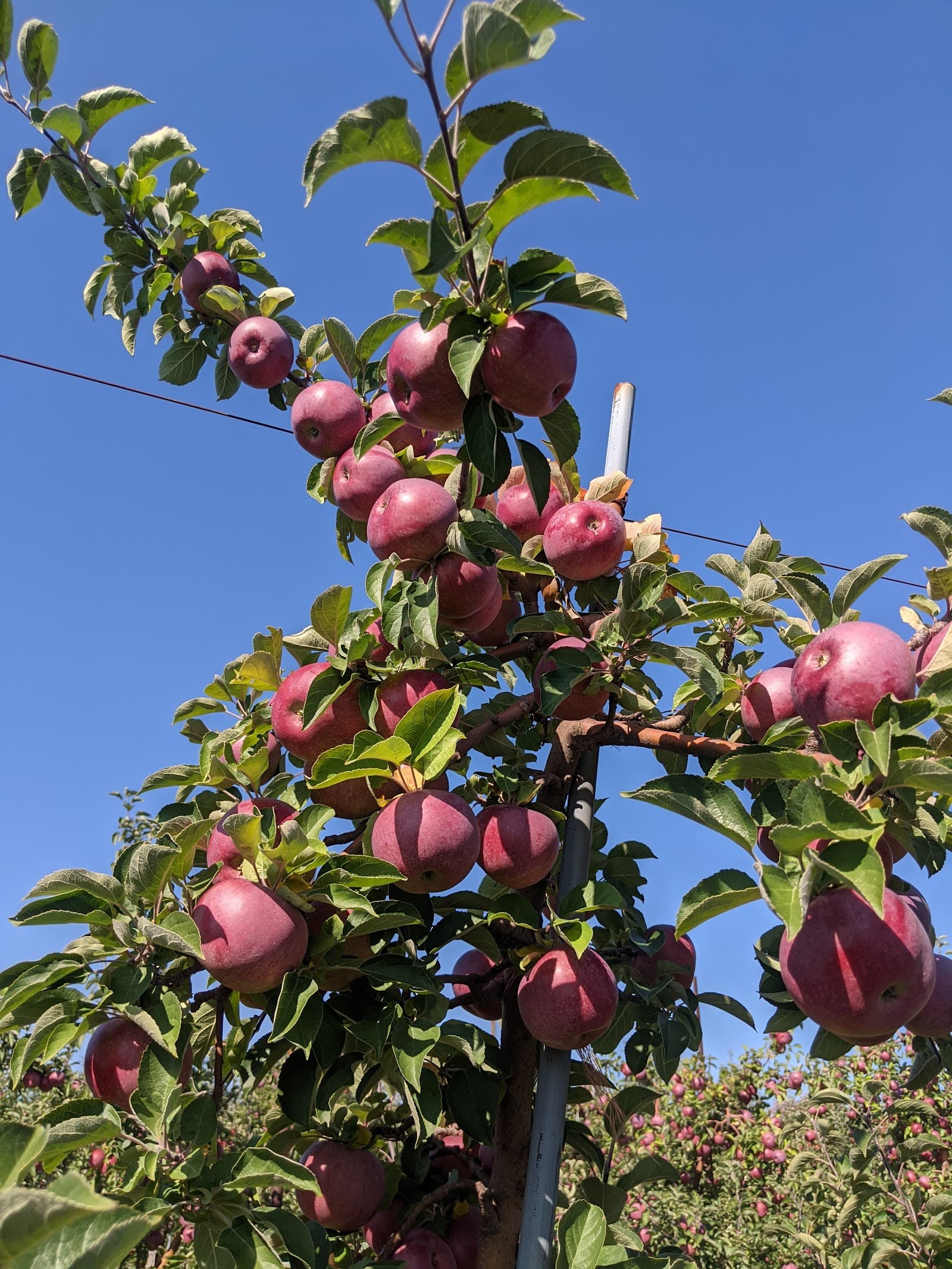 Apple Hills u-pick farm
