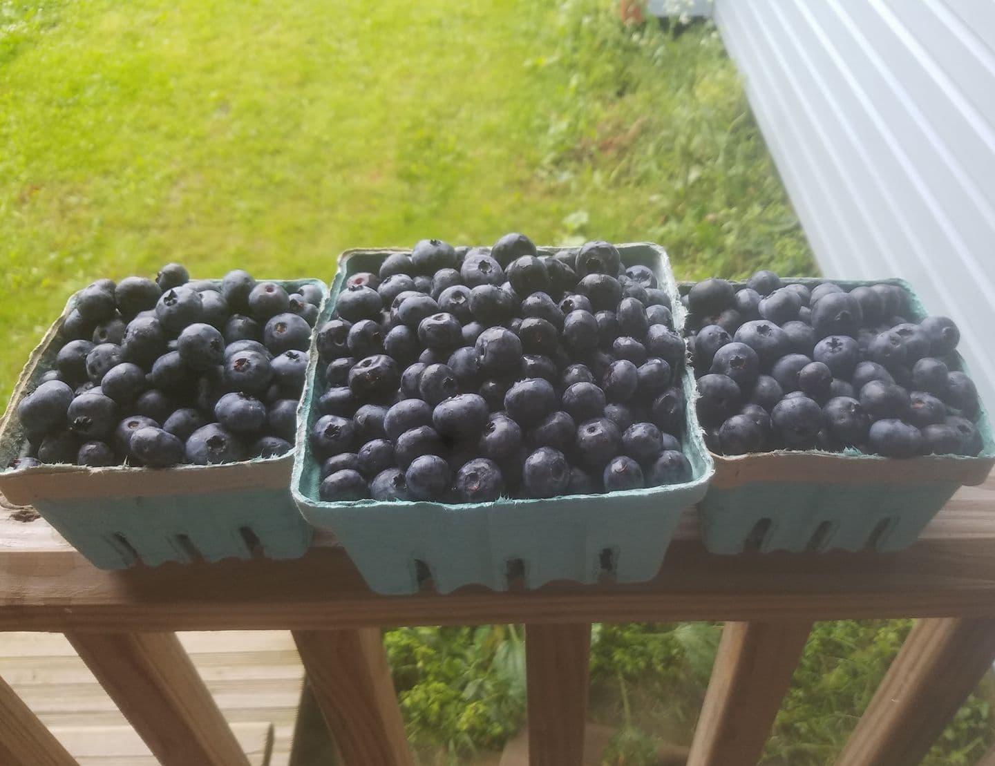 Berry Harvest Farm u-pick farm