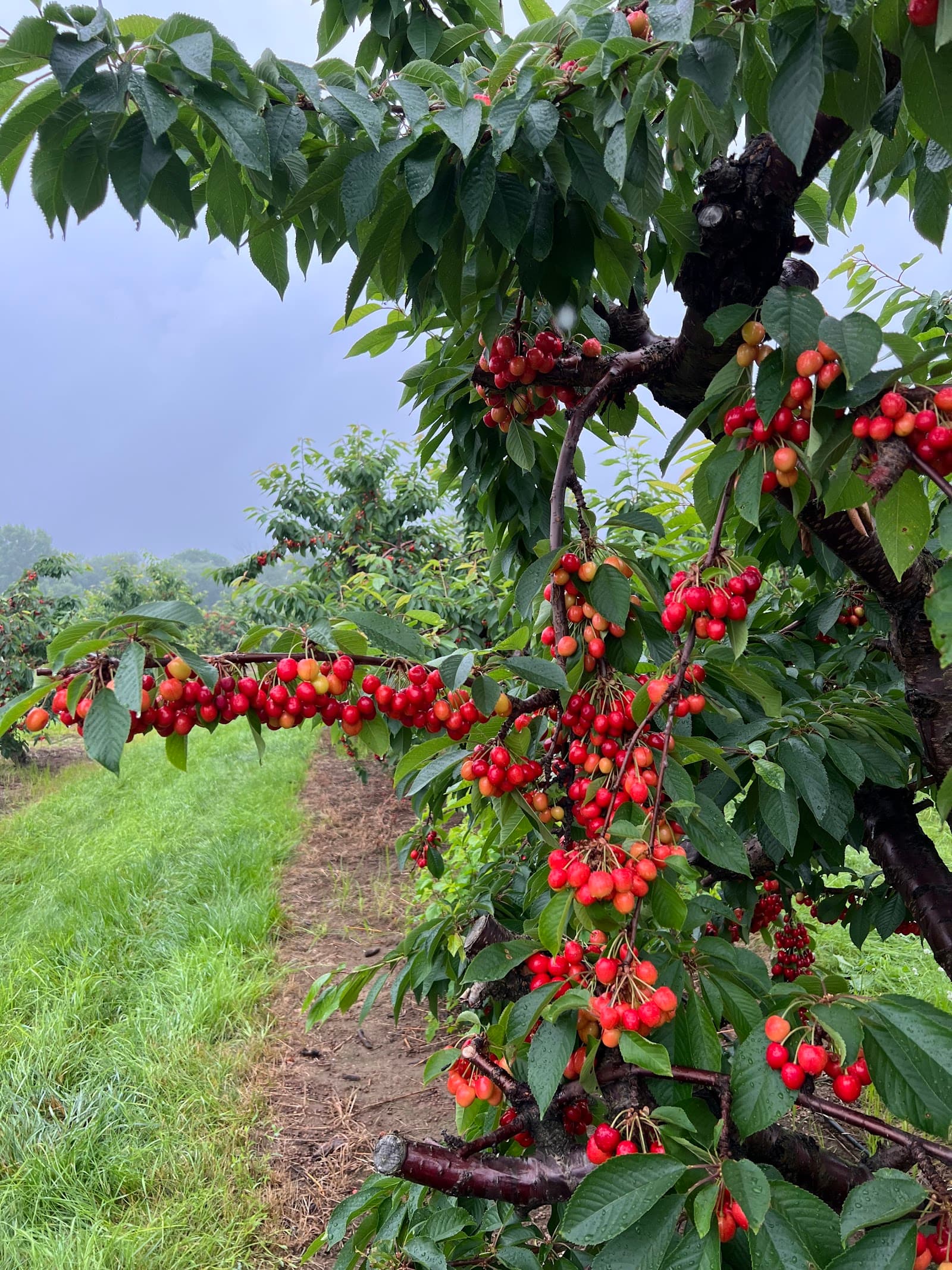 Bittner Singer Orchards u-pick farm