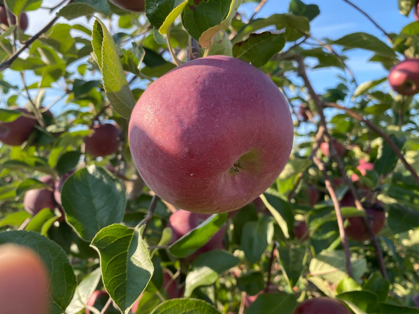 Blackman Homestead Farm u-pick farm