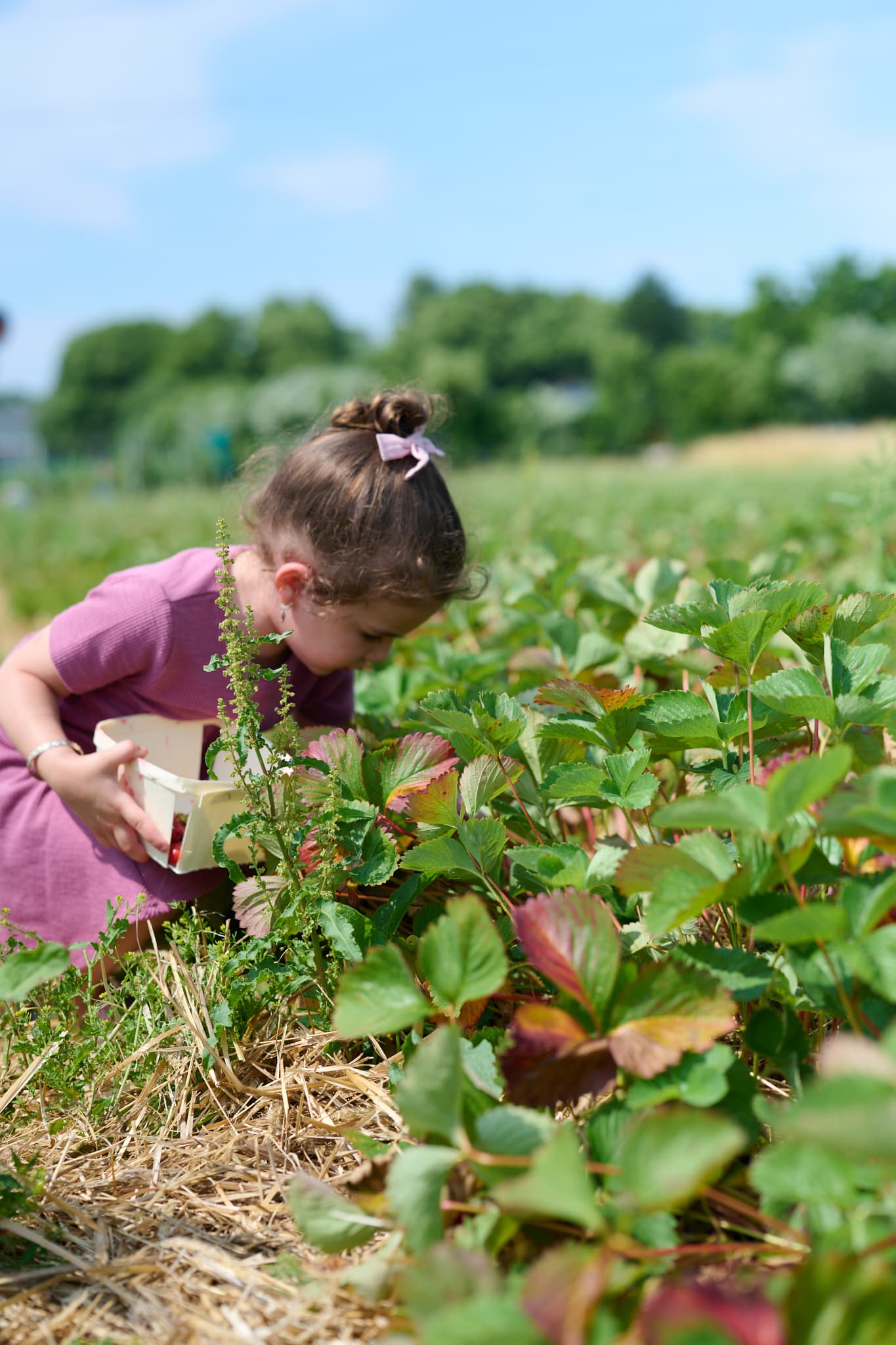 Condzella's Farm u-pick farm