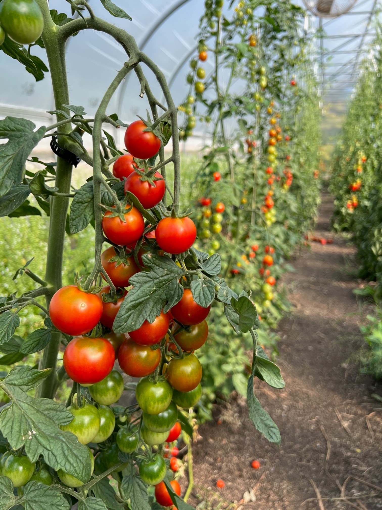 East Durham Farms u-pick farm