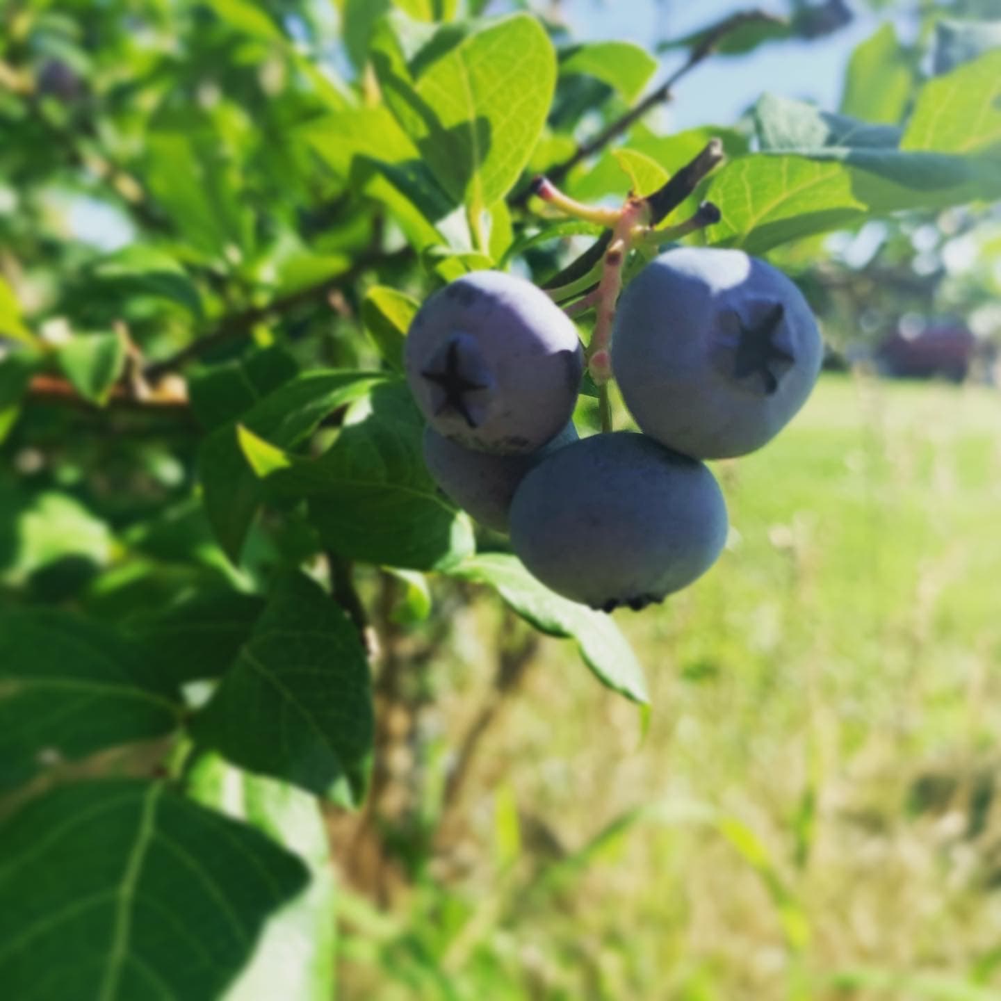 Fenton's Berry Farm u-pick farm