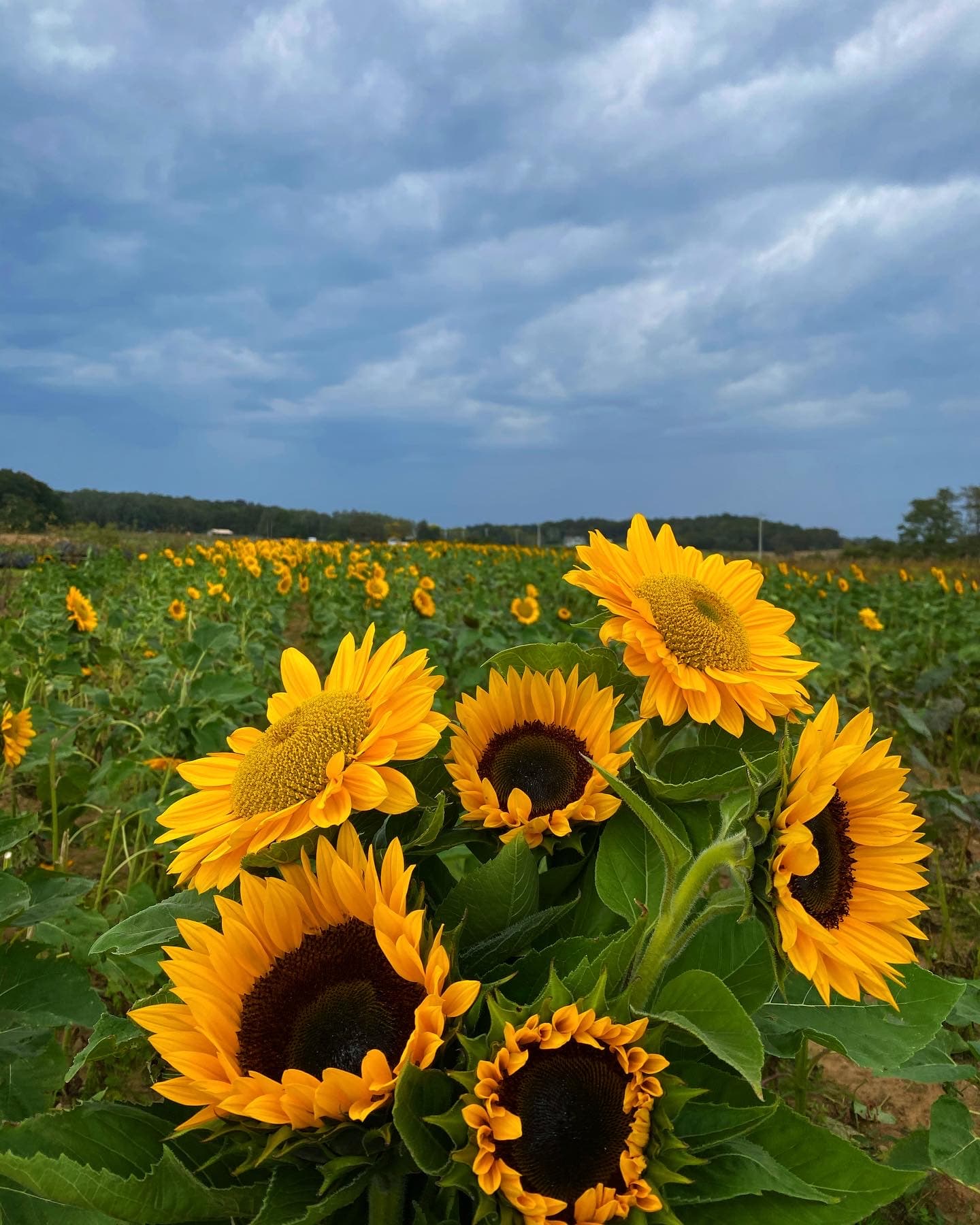 Garden of Eve Organic Farm u-pick farm