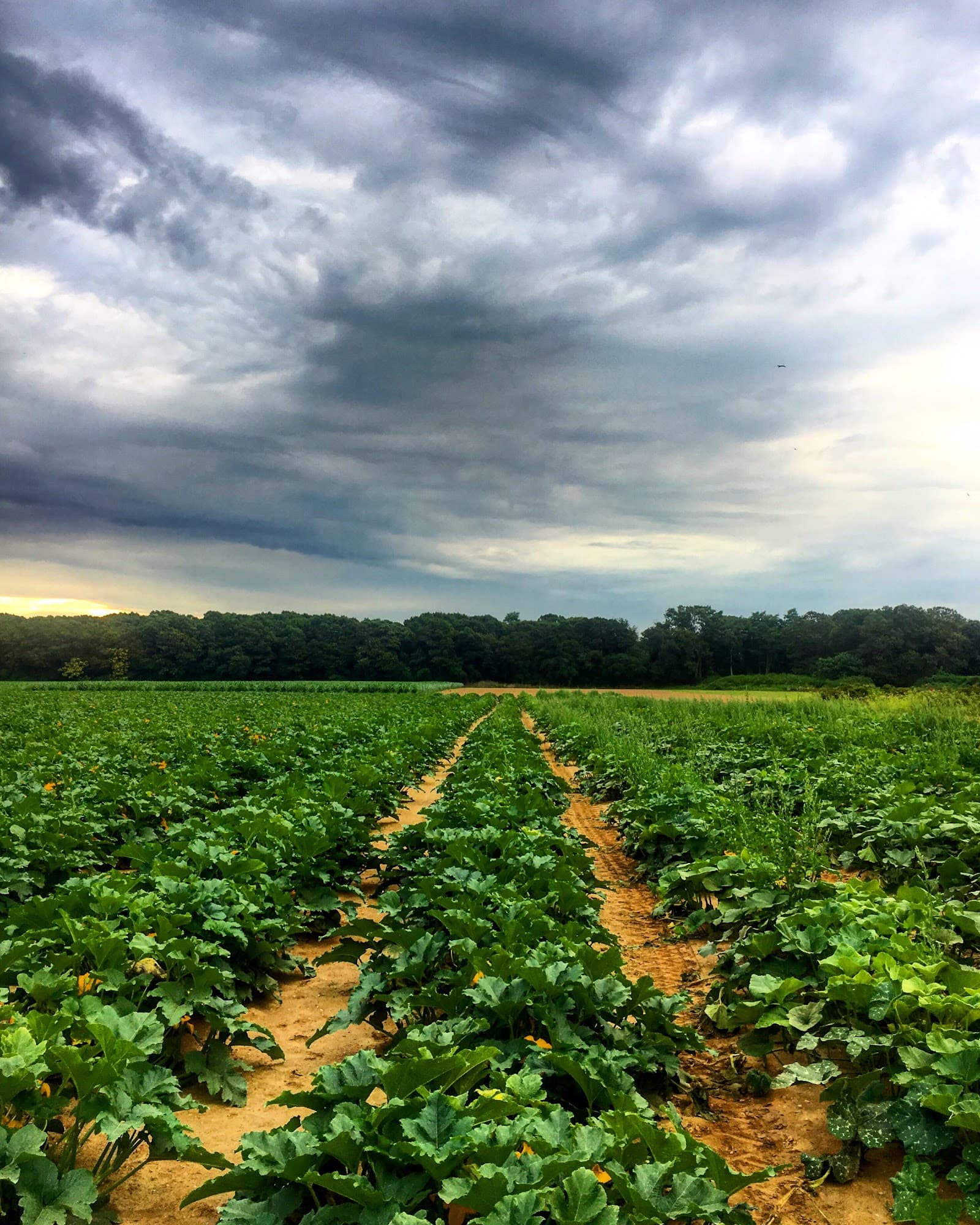 Glover Farms u-pick farm