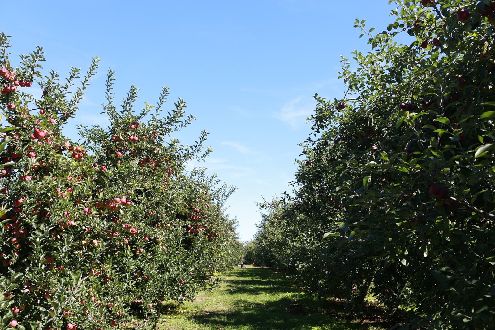 Golden Harvest Farms u-pick farm