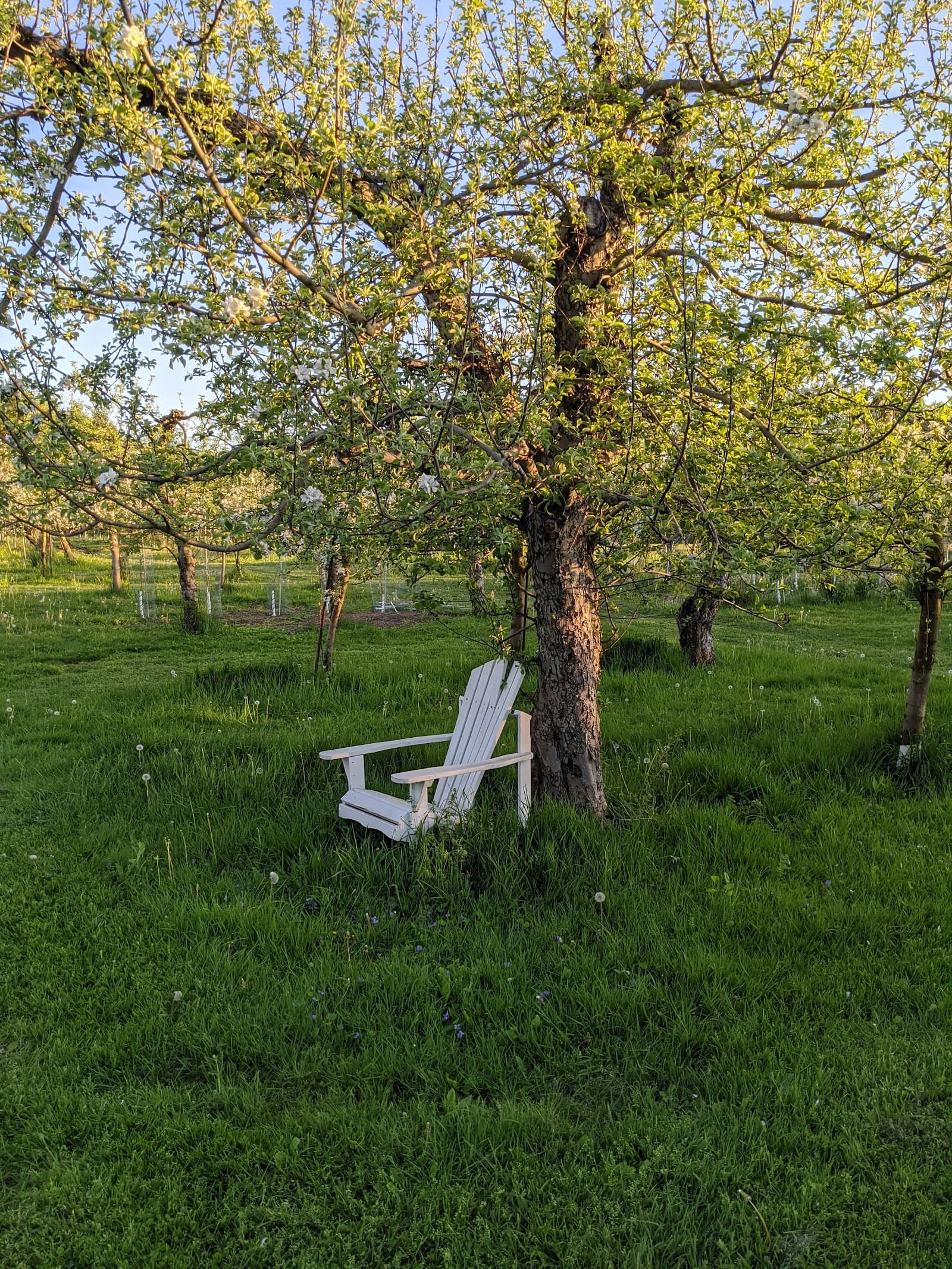 HONEY HILL ORCHARD u-pick farm