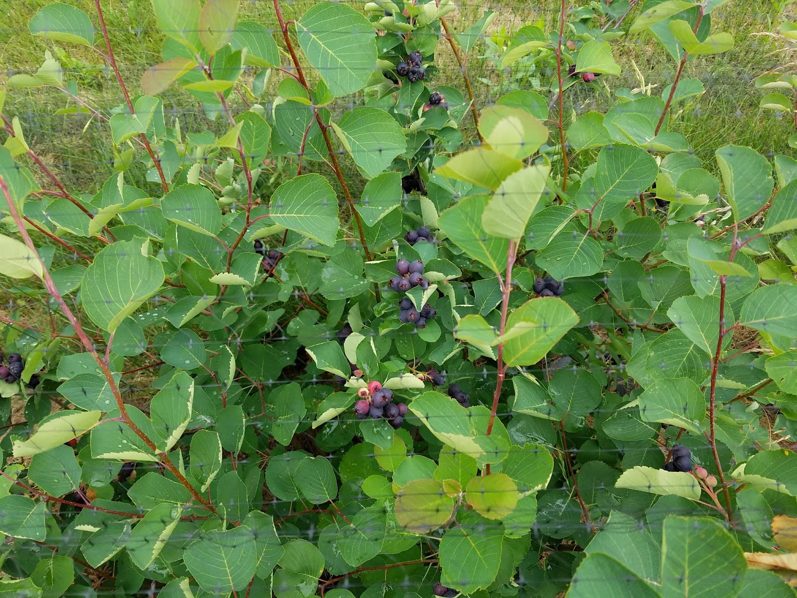 Juneberry Farm u-pick farm